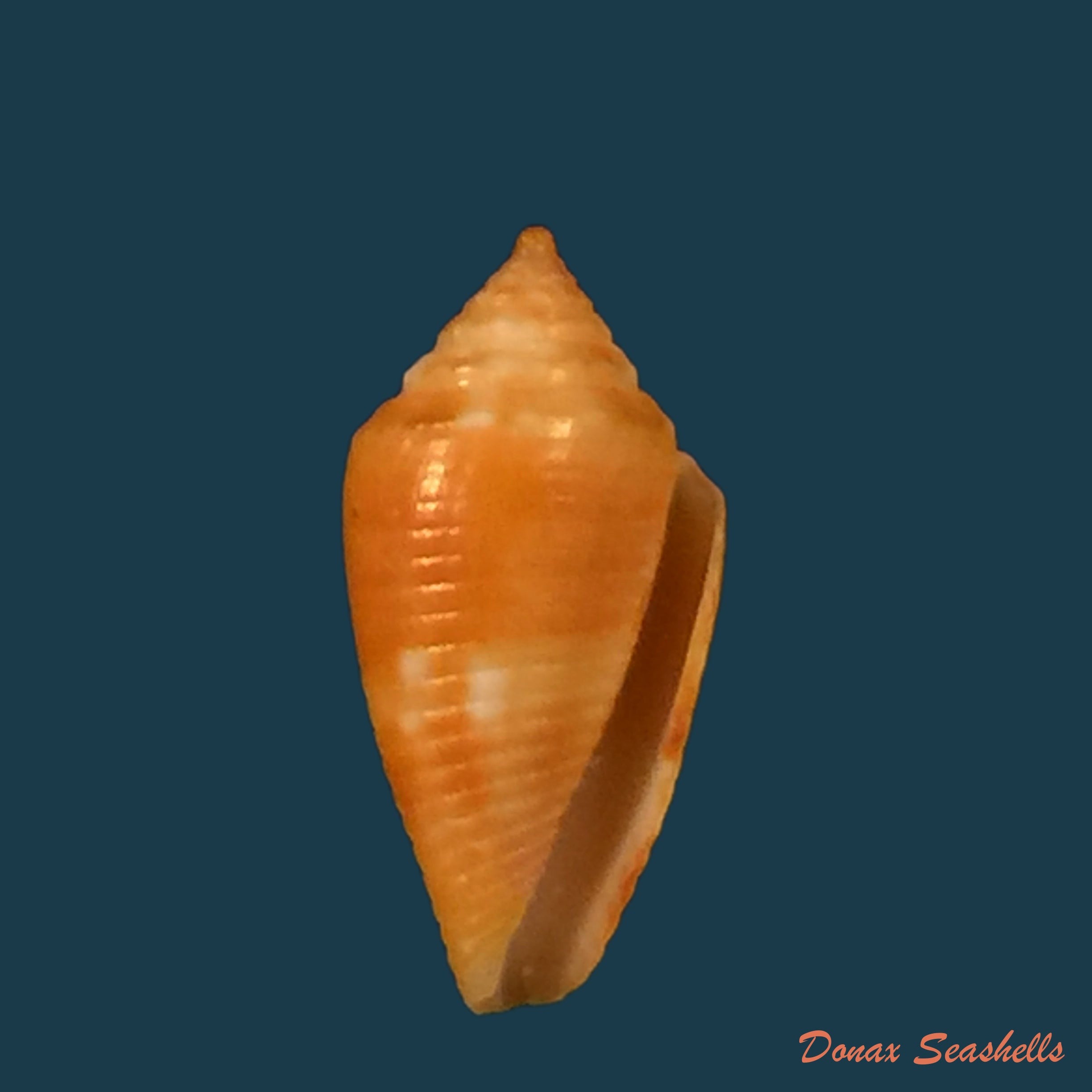 copia-de-conus-tostes-1986