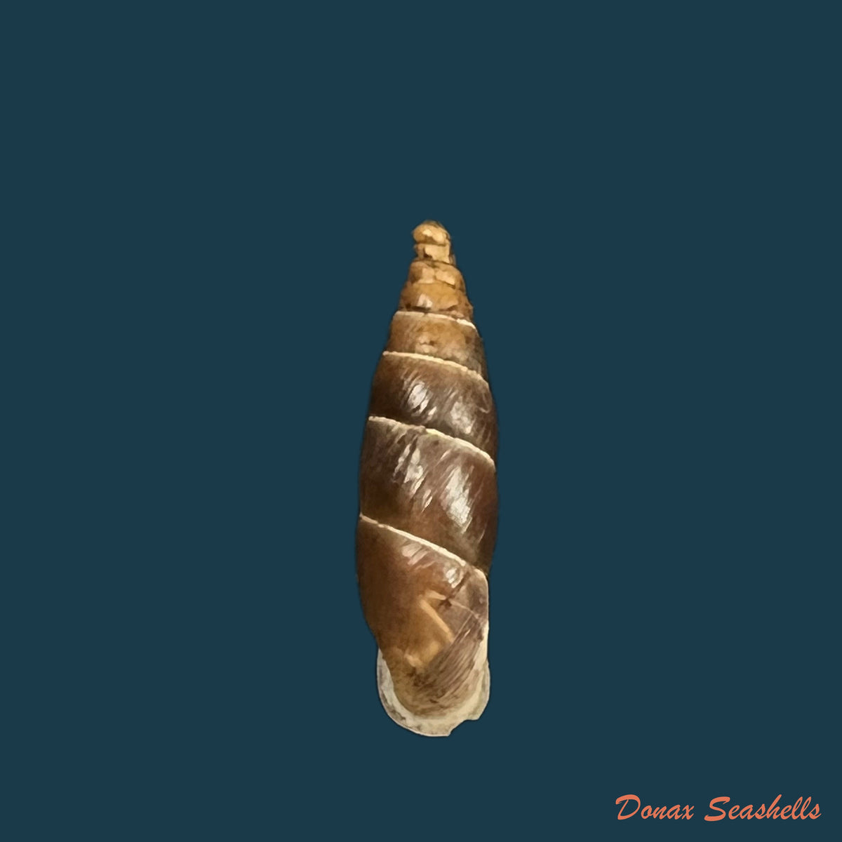 copia-de-copia-de-alopia-plumbea-plumbea-rossmassler-1839-17-1mm