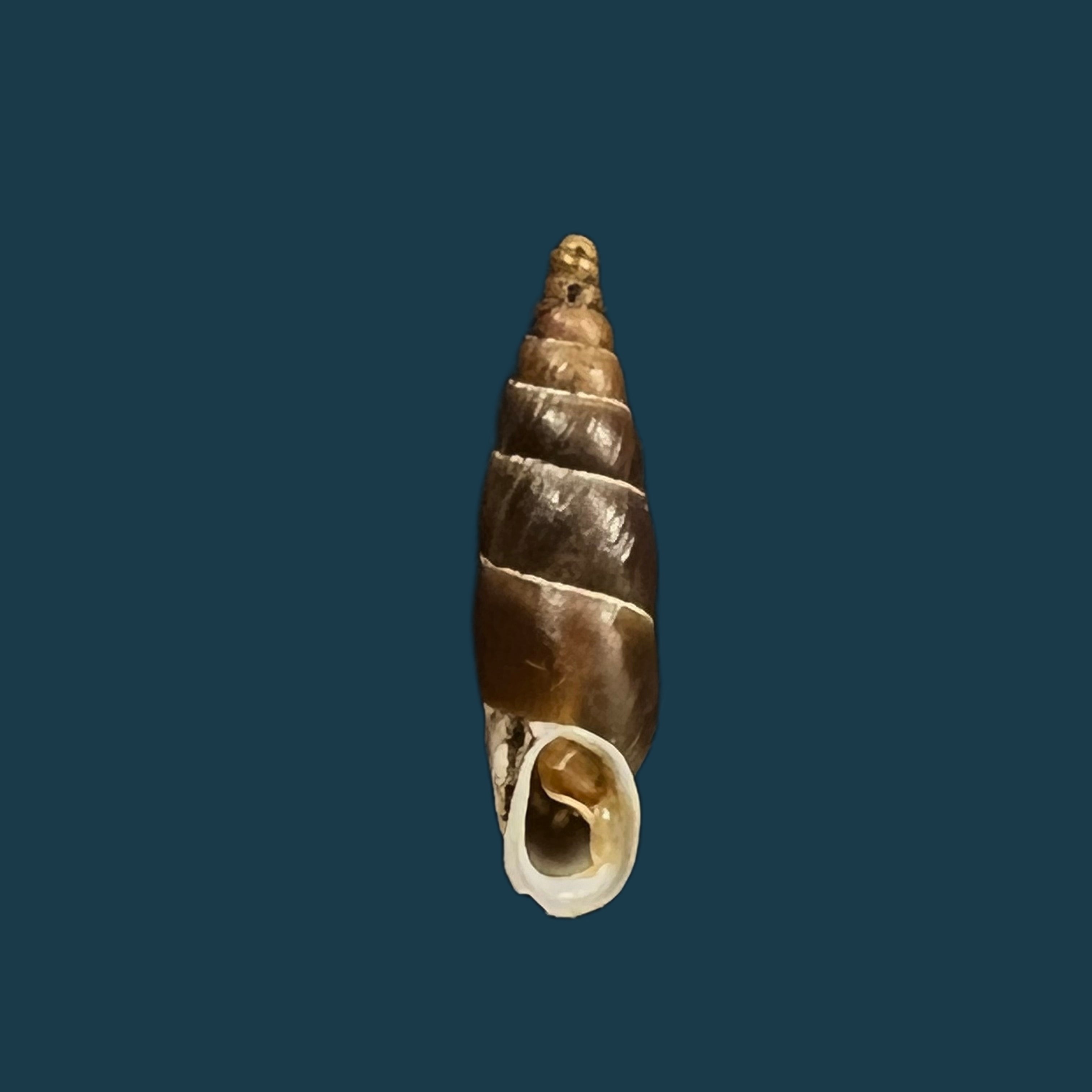 Alopia plumbea schmidti (Kimakowicz, 1894) - 16,2mm