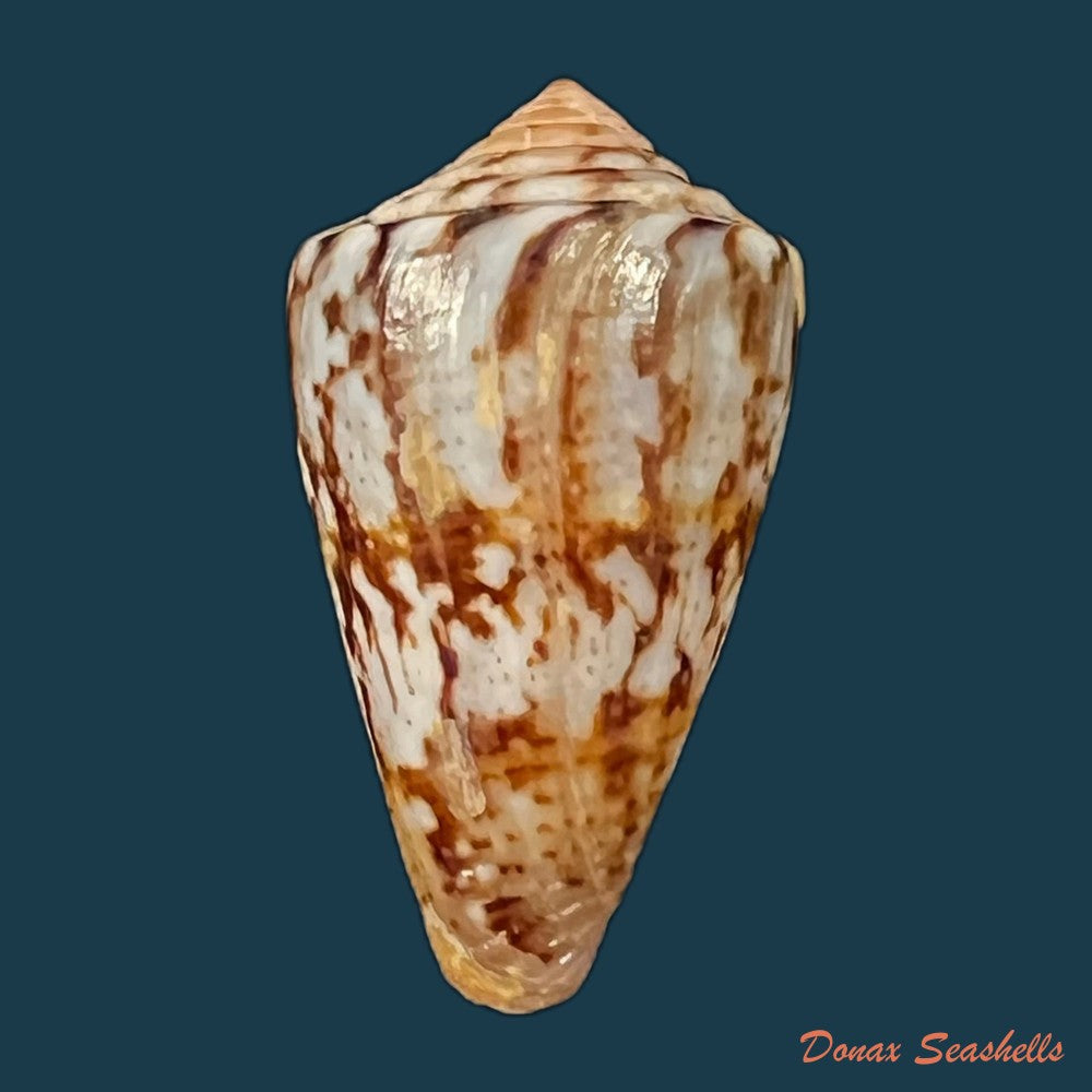 copia-de-copia-de-conus-brasiliensis-clench-1942-21-8mm
