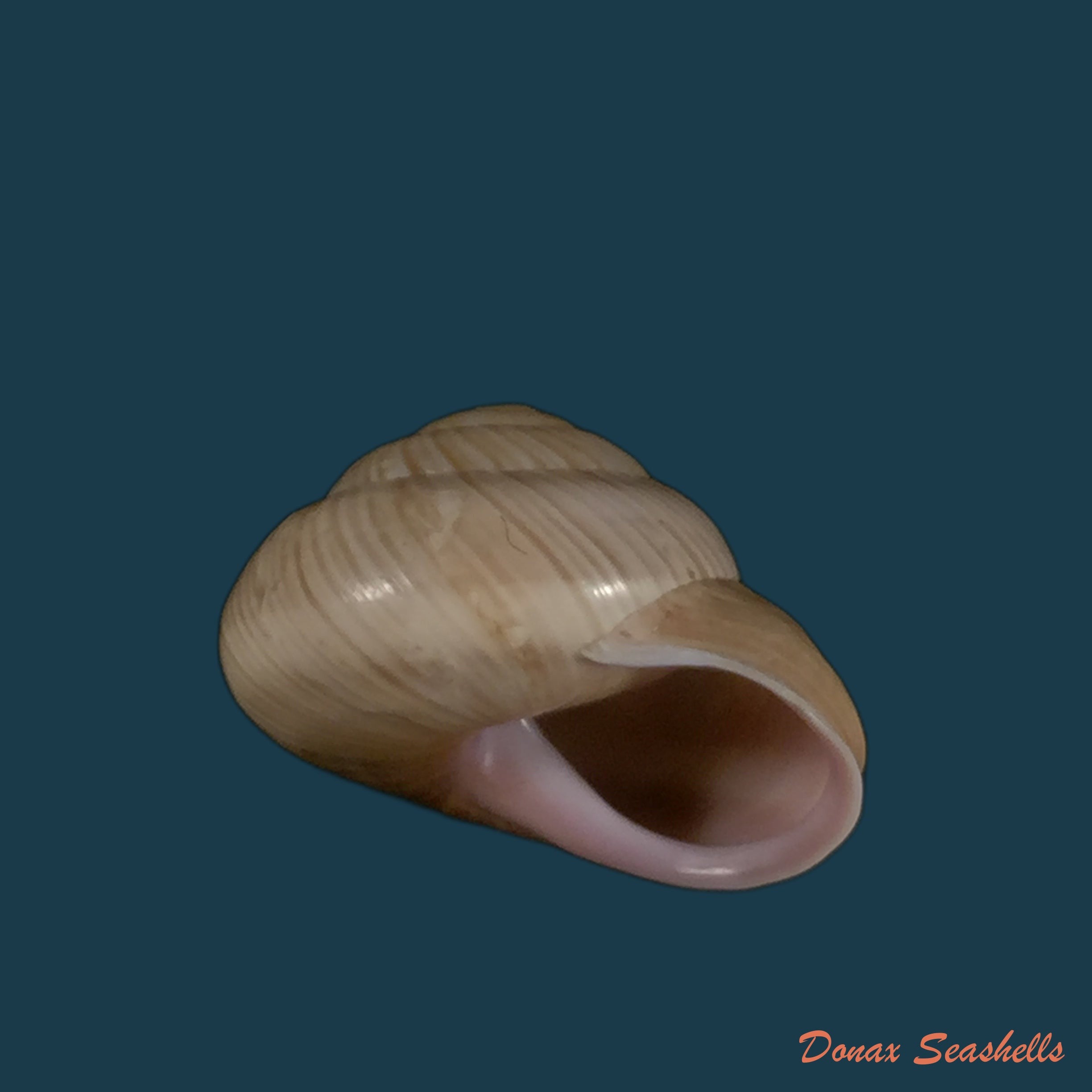 copia-de-copia-de-coryda-ovemreguli-lea-1934-19-3mm
