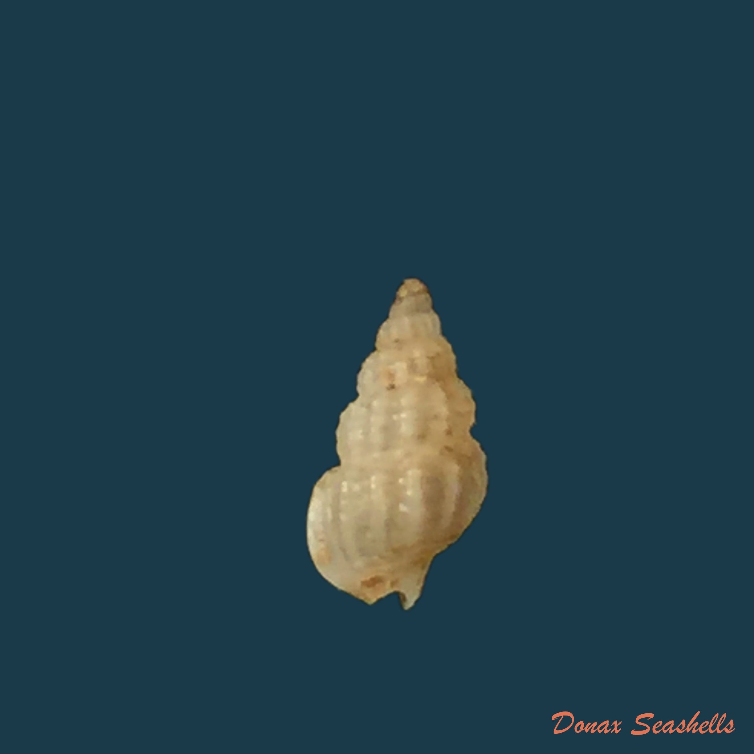 copia-de-copia-de-nassarius-argenteus-marrat-1877-5-5mm