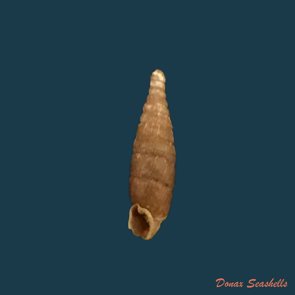 copia-de-copia-de-neostyriaca-saxatilishartmann-1843-10-2mm