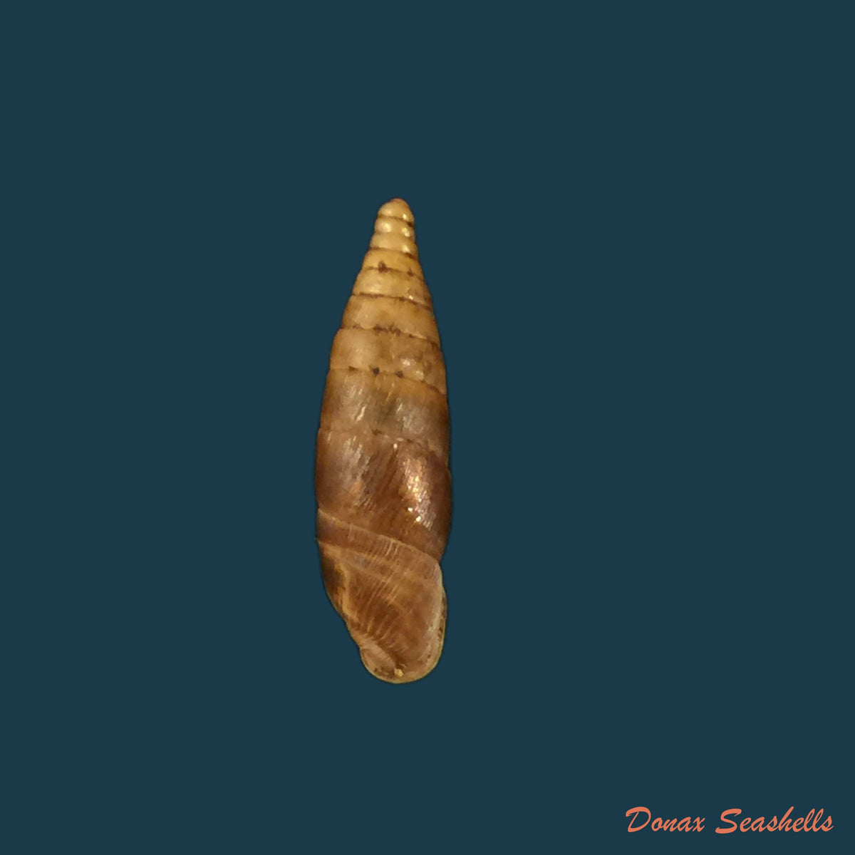 copia-de-copia-de-sprattia-bicarinata-grisea-neubert-1992-22-6mm