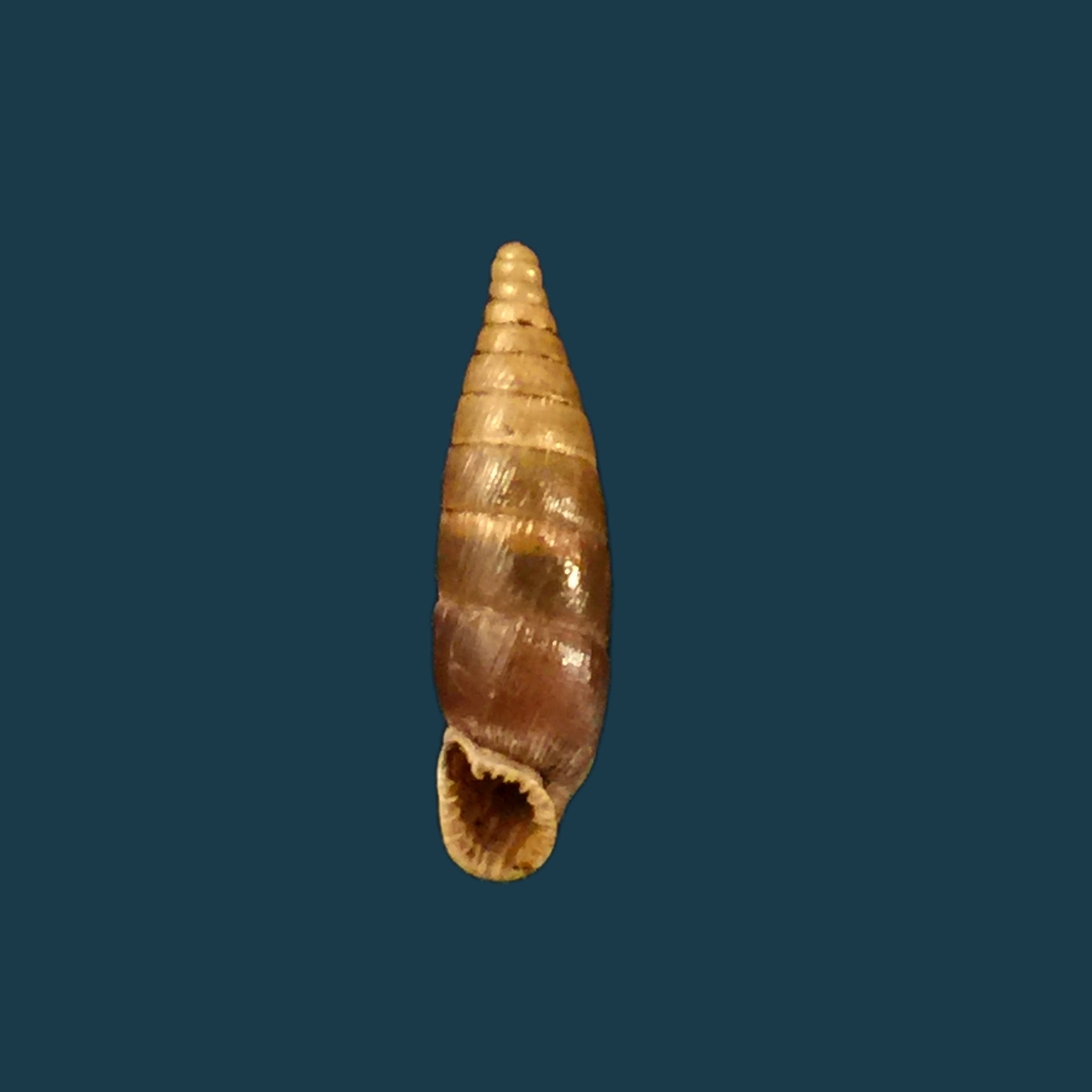 Elia multiserrata (Boetter, 1896) - 16,2mm