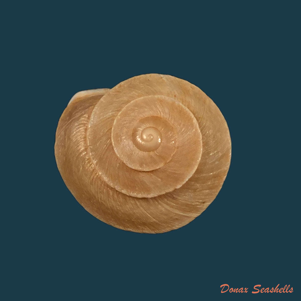 copia-de-copia-de-tingitana-minetti-cristataria-pallary-1920-27-9mm