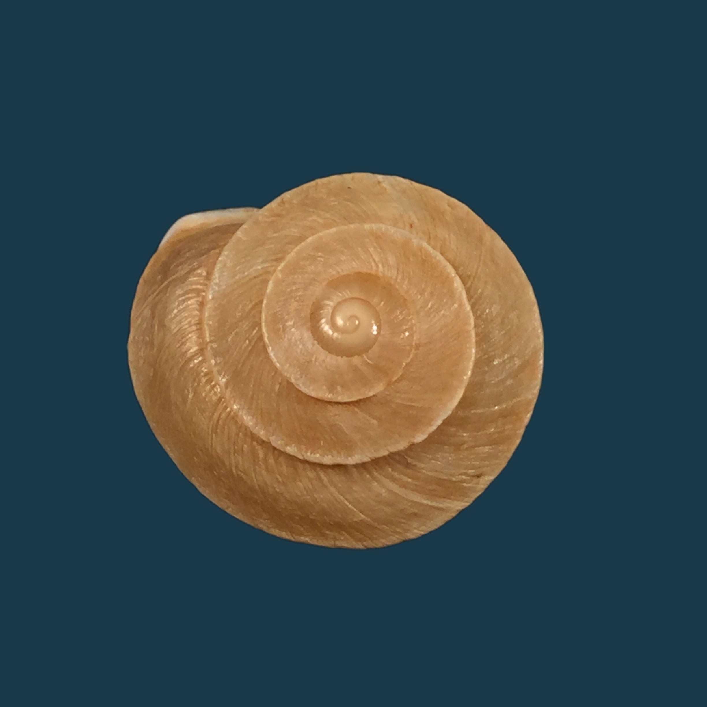 Tingitana minetti cristataria (Pallary, 1920) - 26,1毫米