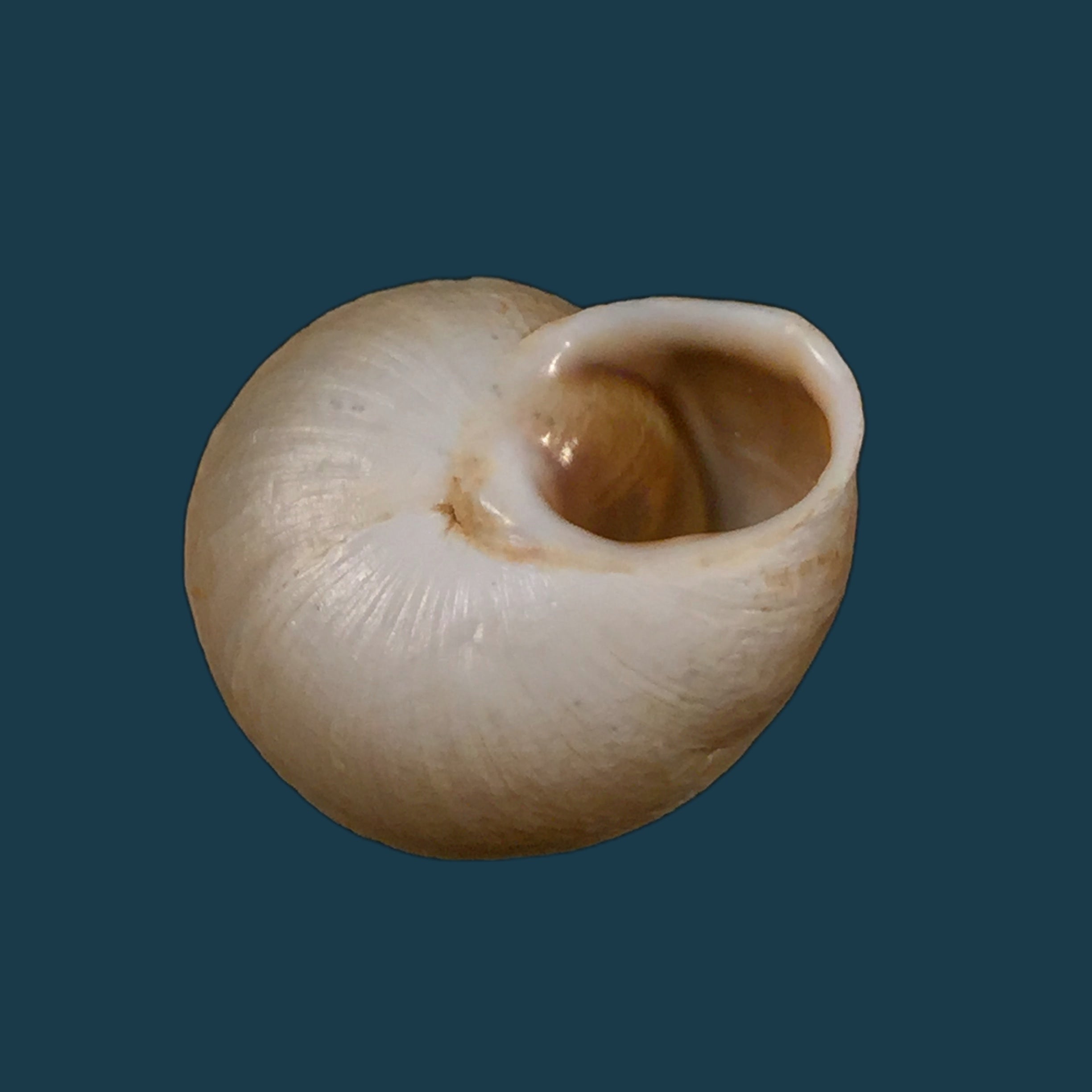 Tingitana minetti cristataria (Pallary, 1920) - 26,1毫米