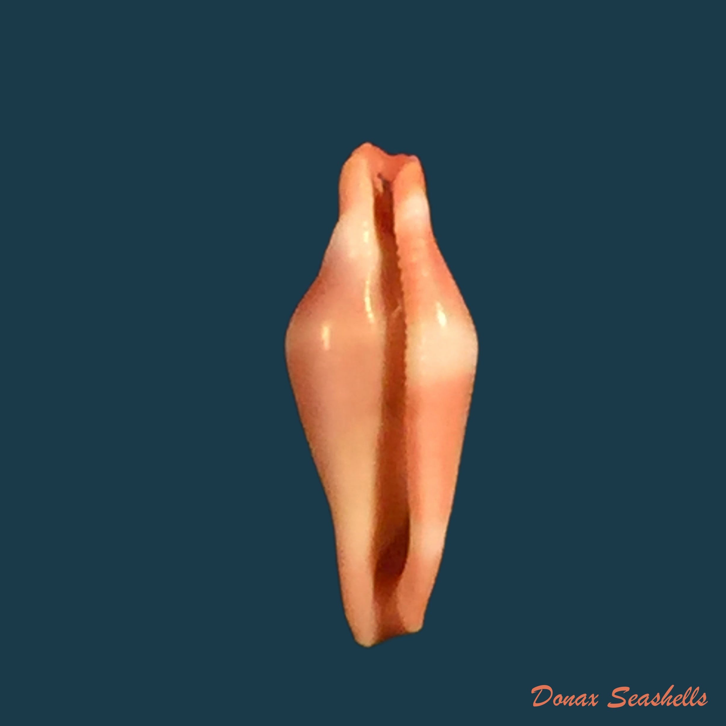 copia-de-corbula-dautzenbergi-lamy-1941