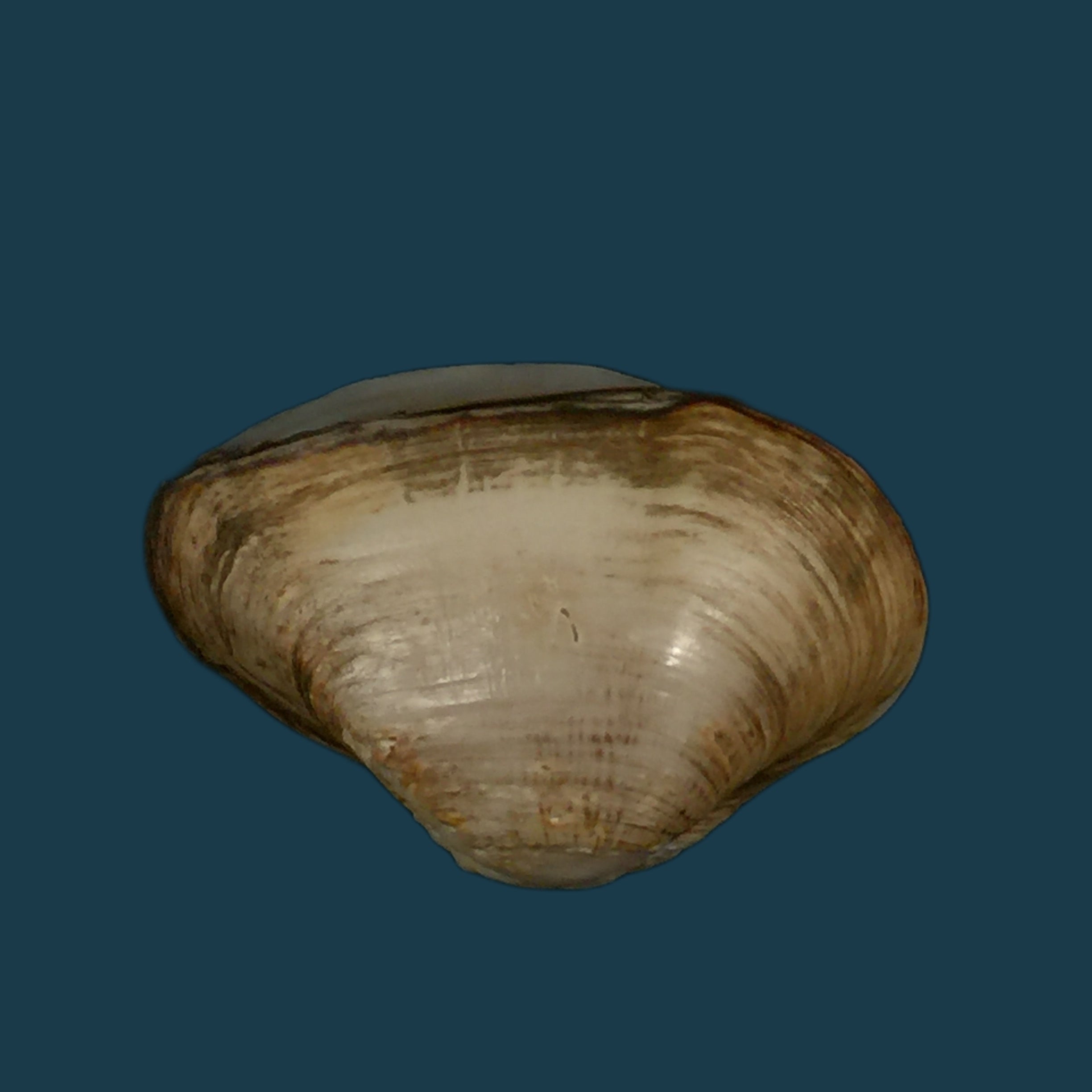 埃罗多纳 mactroides Bosc, 1801 - 24,8mm
