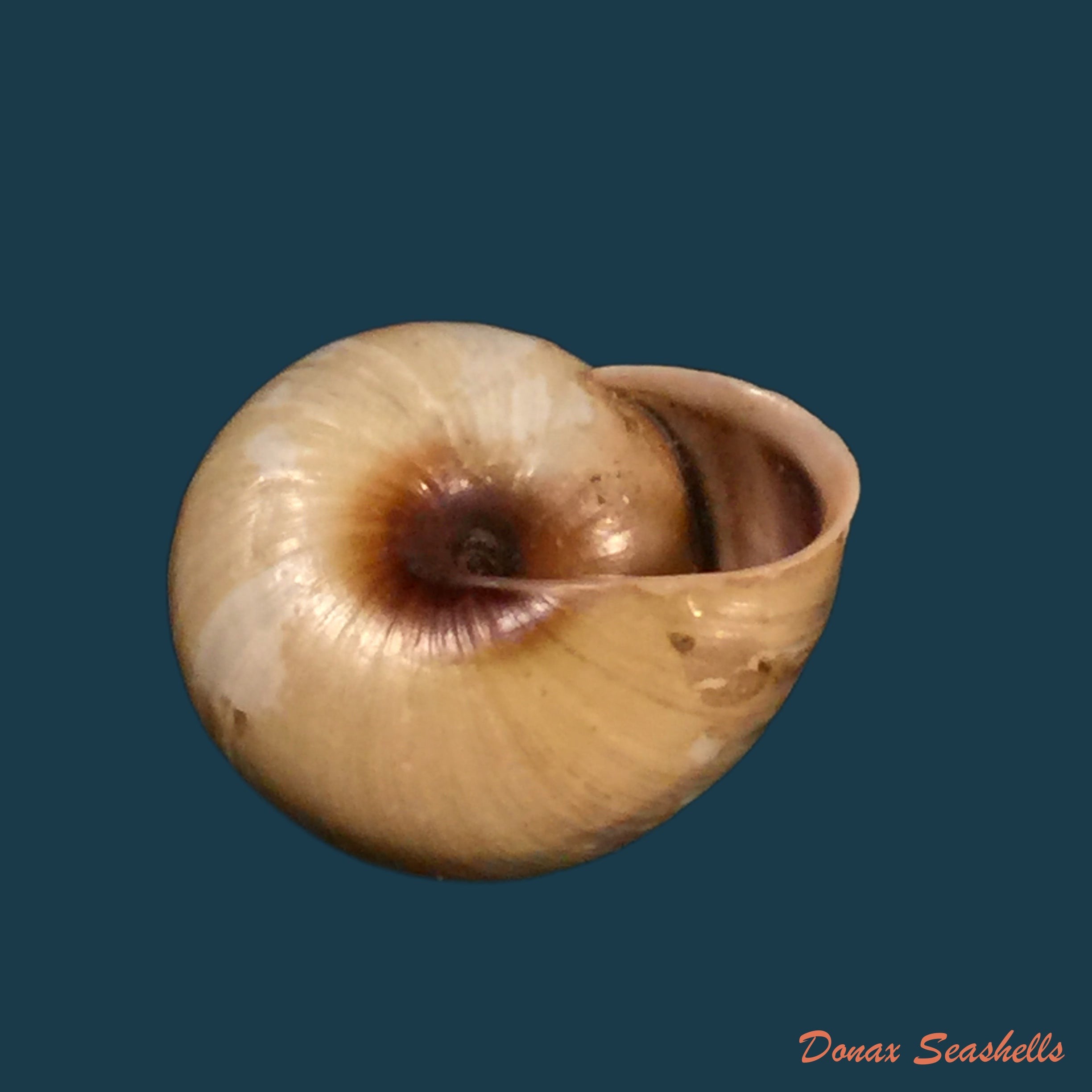copia-de-coryda-alauda-quinonesi-clench-aguayo-1950-18-5mm