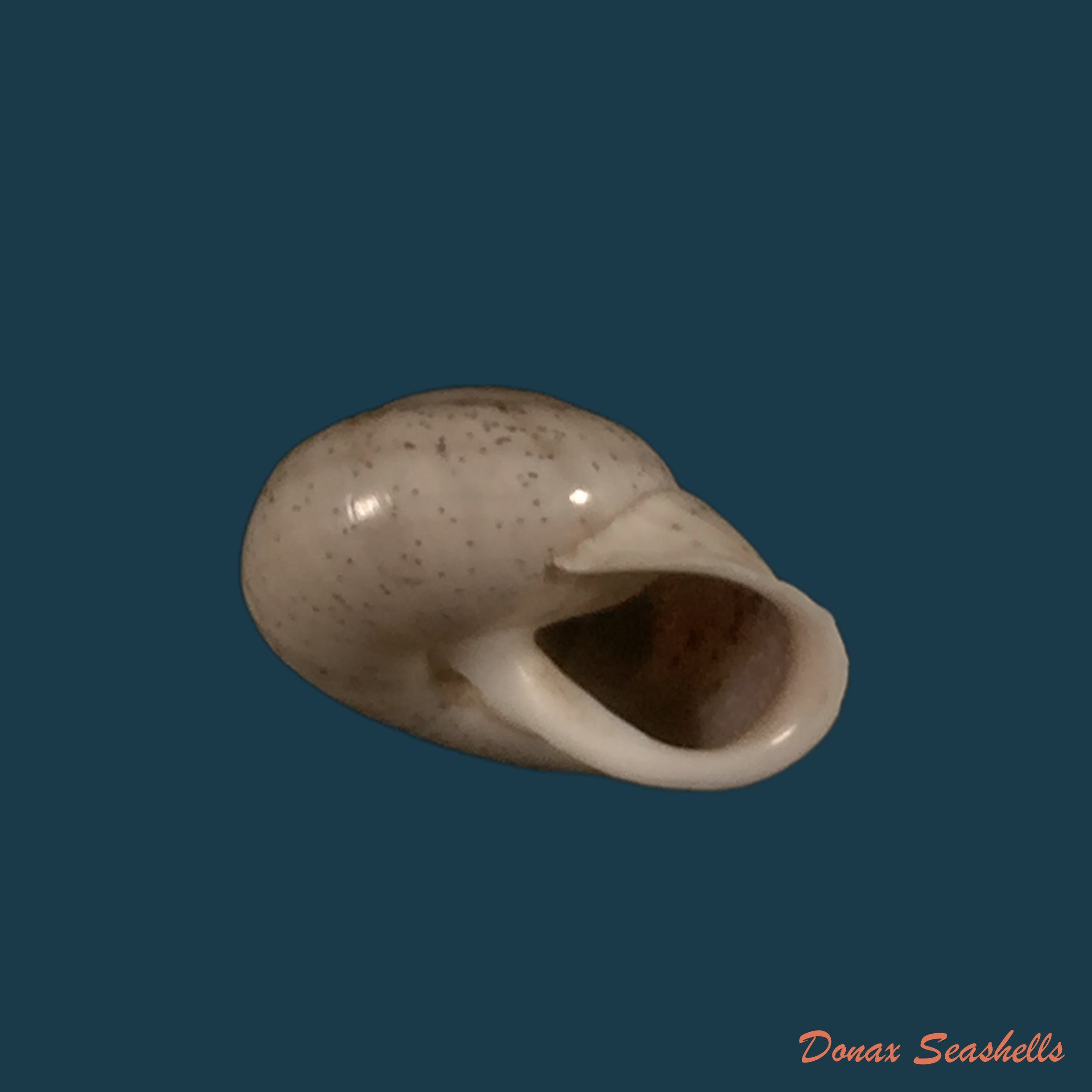 copia-de-coryda-ovemreguli-lea-1934-20-1mm
