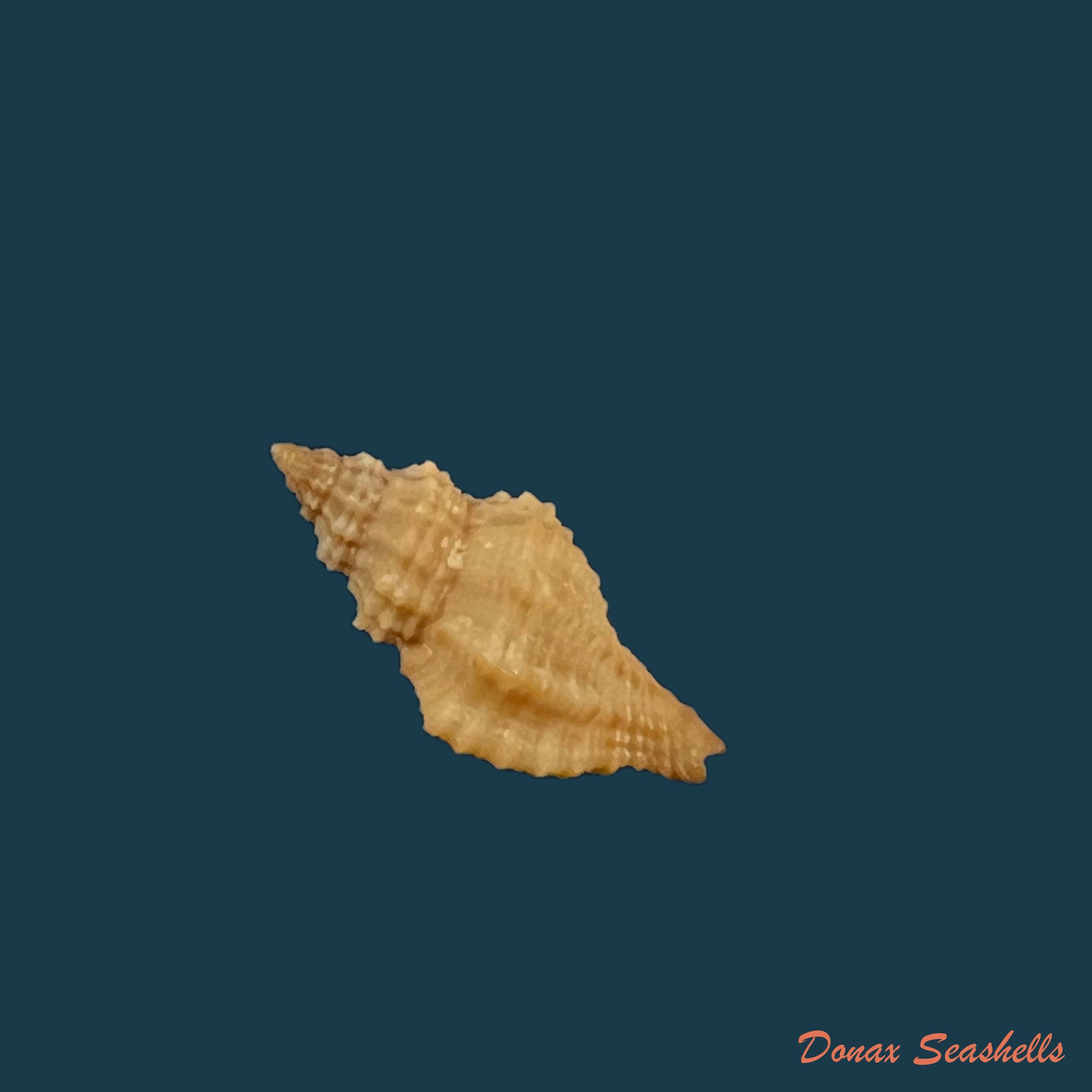 copia-de-crassilabrum-crassilabrum-g-b-sowerby-ii-1834-25-4mm