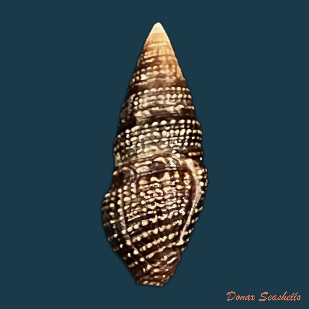 copia-de-crassispira-cerithina-anton-1838-21-5mm