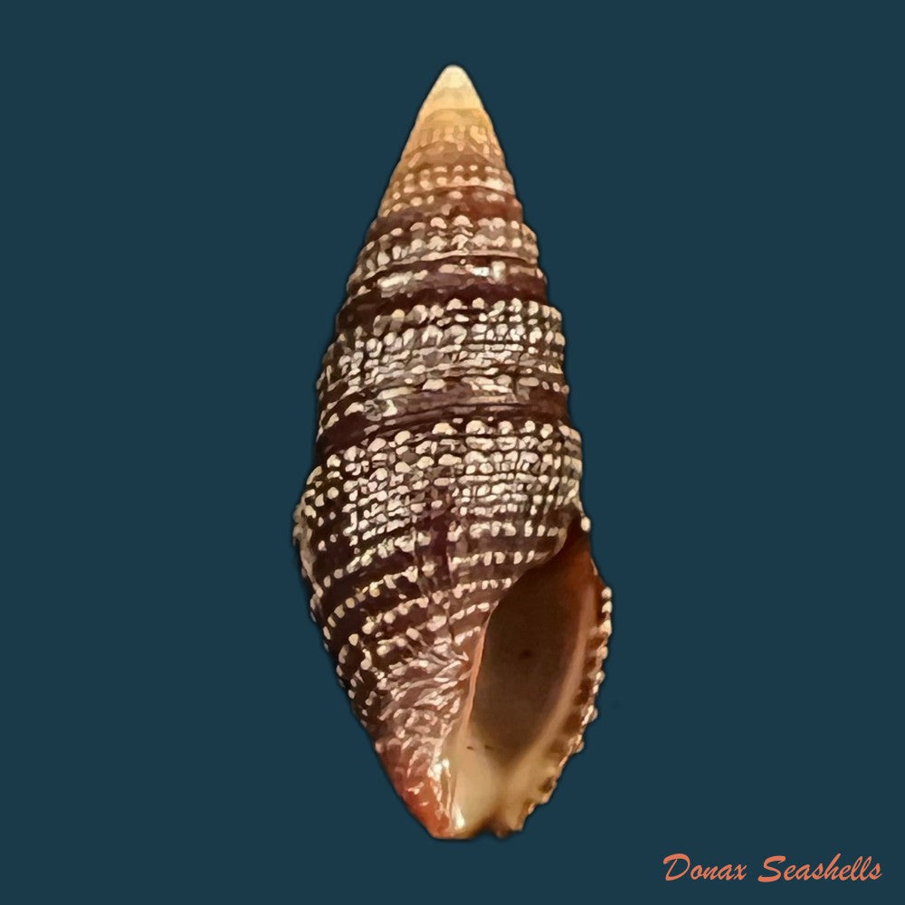 copia-de-crassispira-cerithina-anton-1838-21-5mm