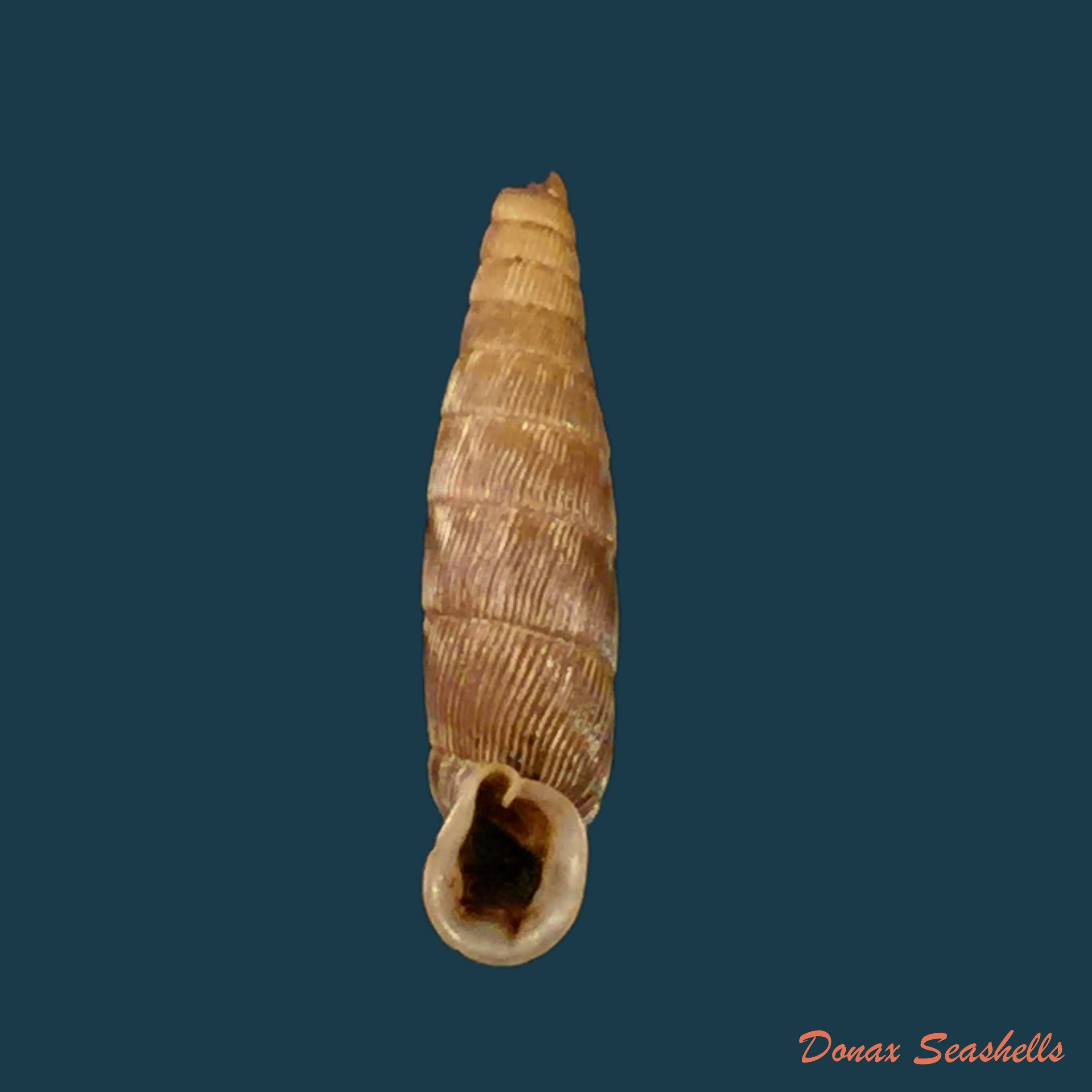 copia-de-cristataria-leprevieri-pallary-1929-21-2mm