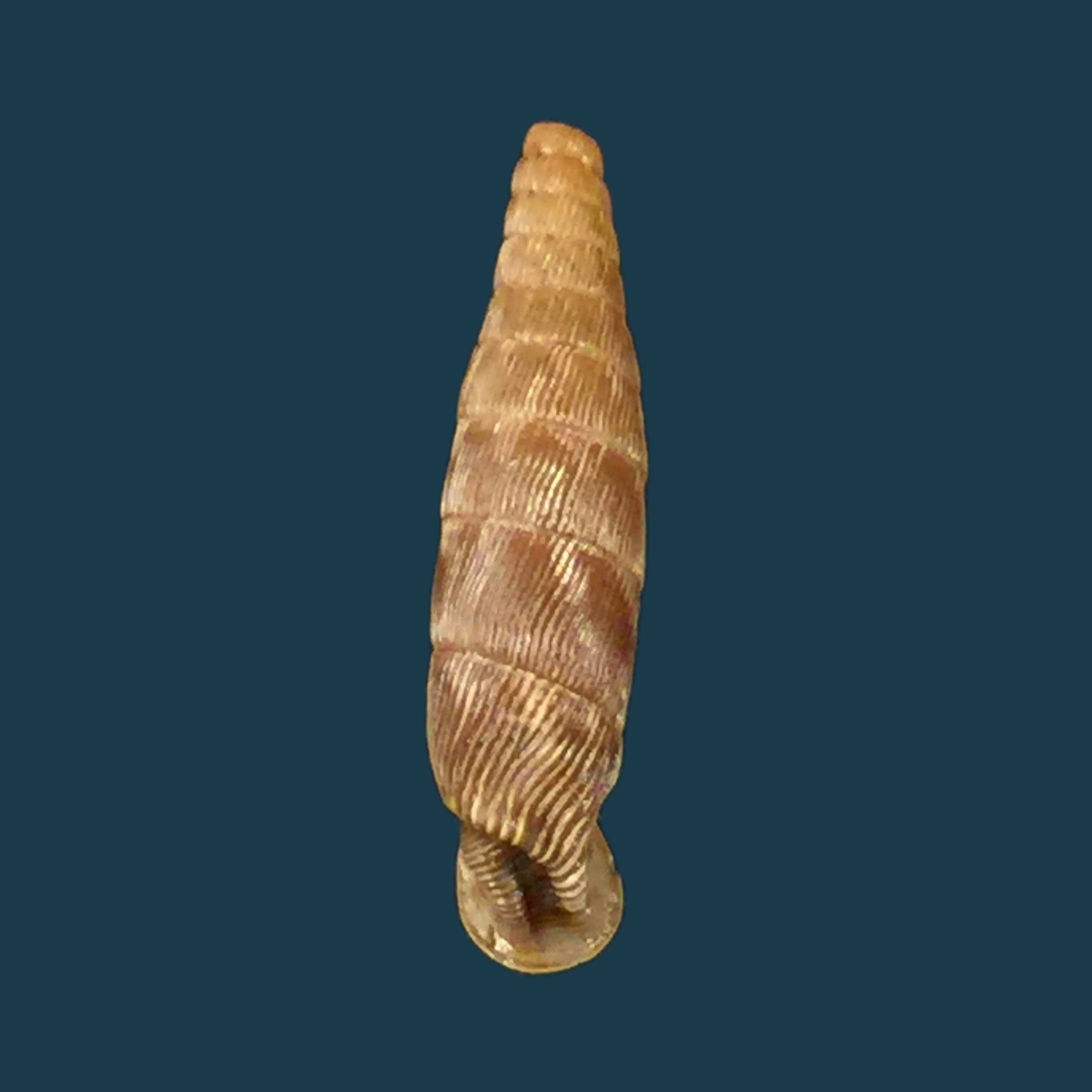Sprattia sowerbyana (Pfeiffer, 1850) - 19,8mm