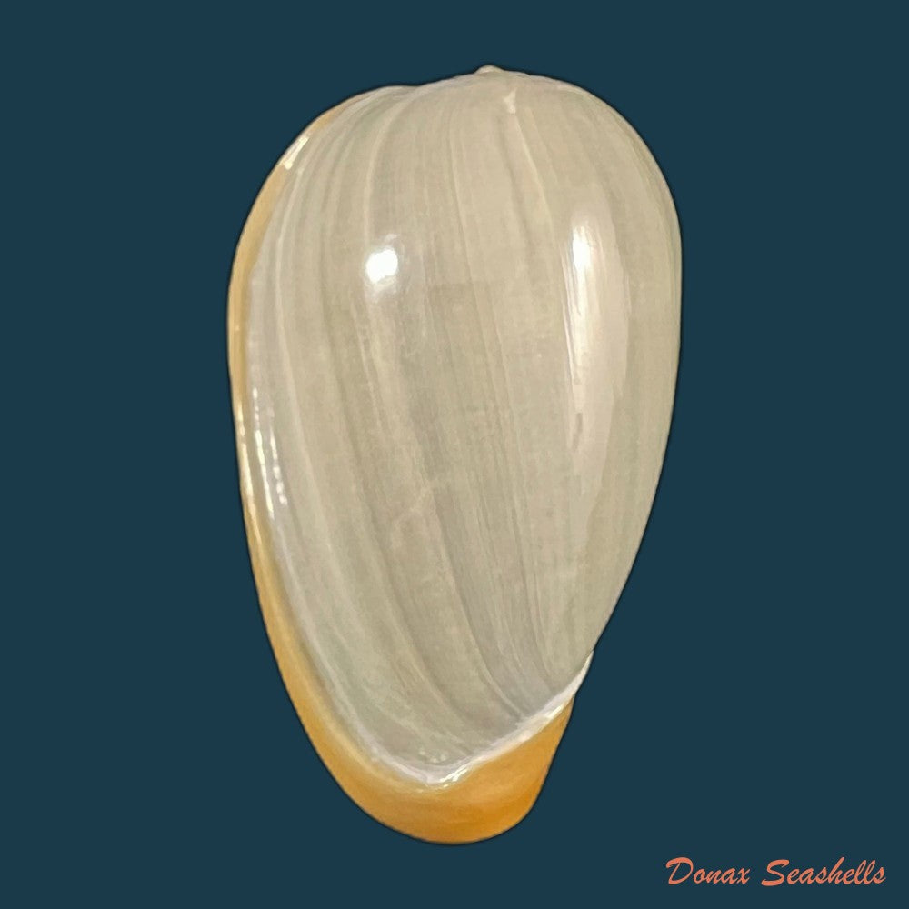 copia-de-cryptospira-elegans-gmelin-1791-38-5mm-1