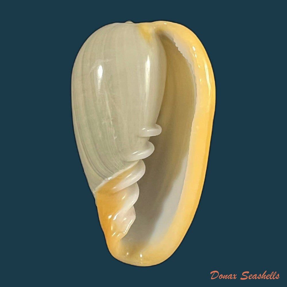 copia-de-cryptospira-elegans-gmelin-1791-38-5mm-1