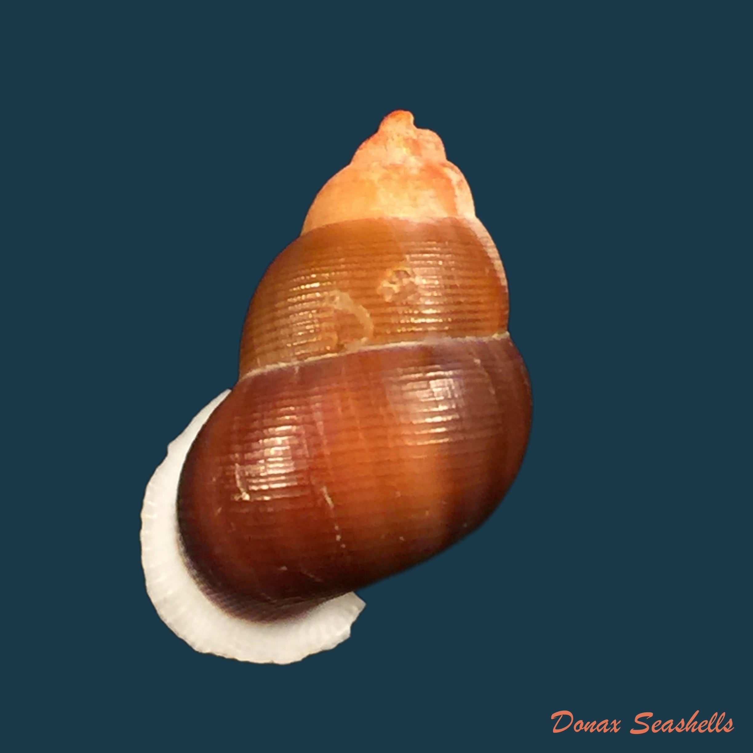 copia-de-cyclostoma-mauretanucum-pallary-1928
