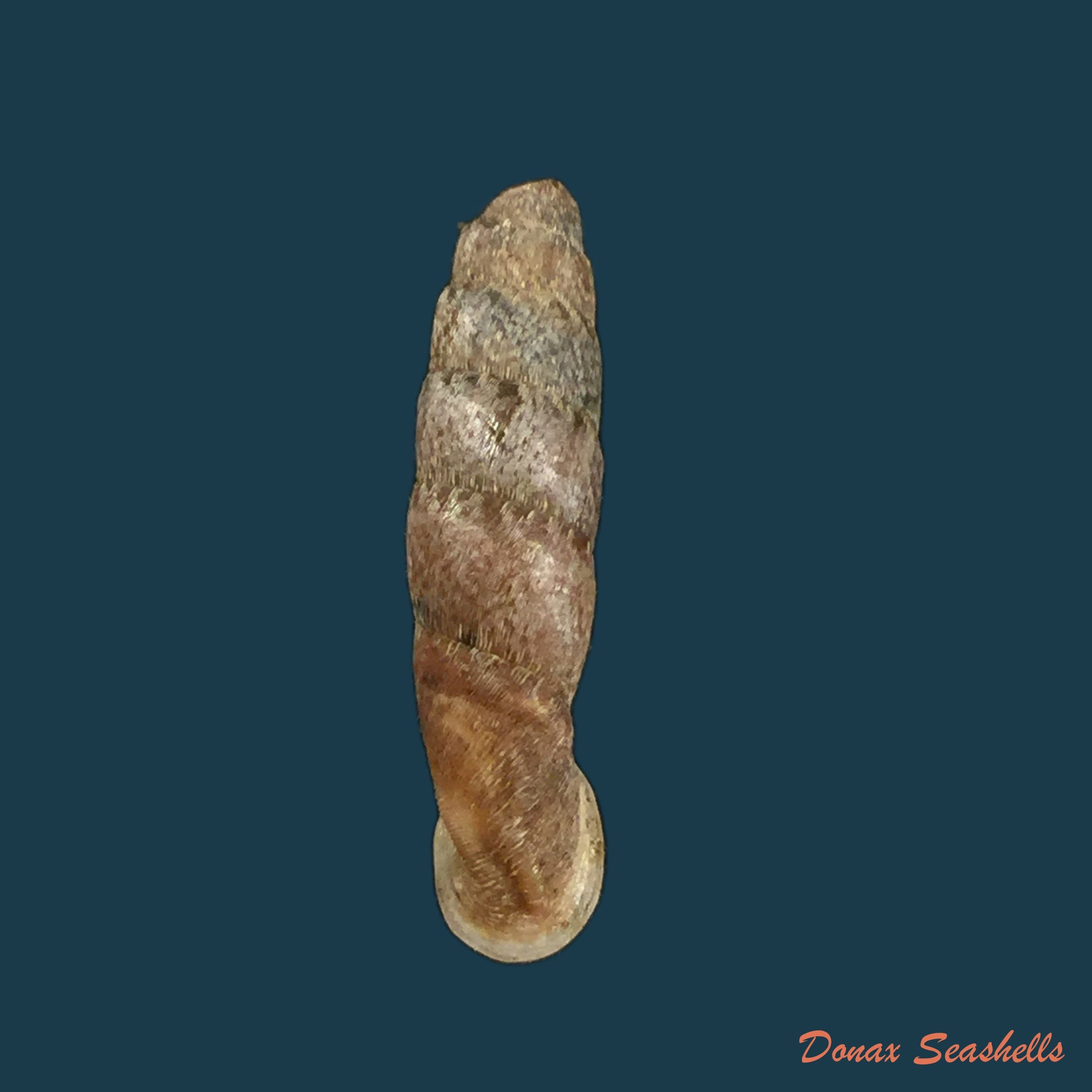 copia-de-cylindronenia-canescens-polinski-1921-24-4mm