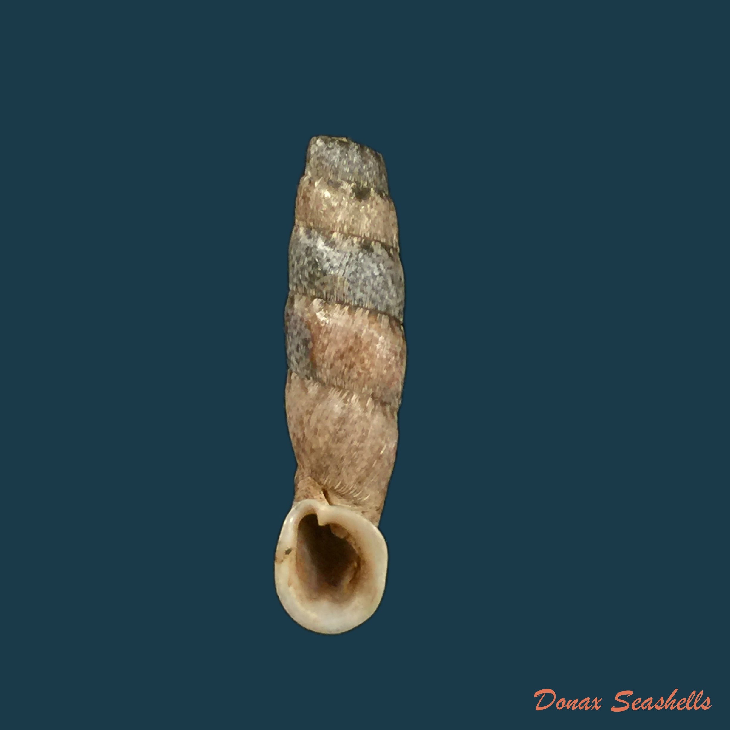 copia-de-cylindronenia-canescens-polinski-1921-24-4mm