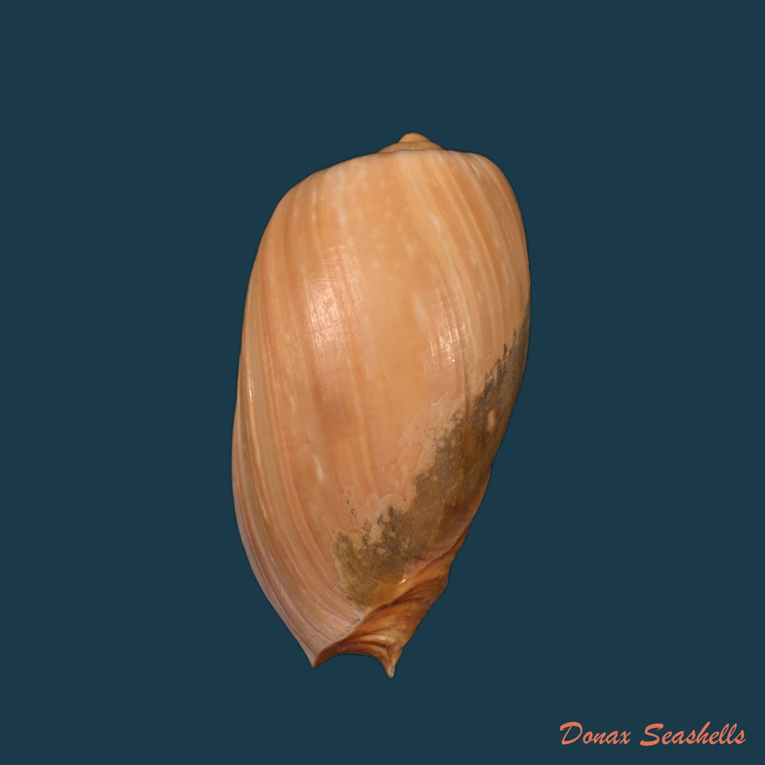 copia-de-cymbium-gracile-broderip-1830-143-6mm-1