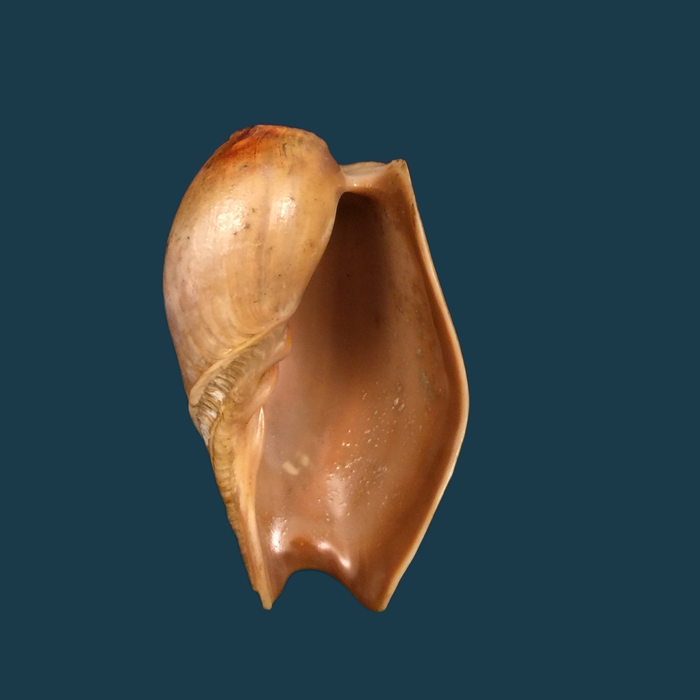 Cymbium pachyus (Pallary, 1930) - 74,2mm
