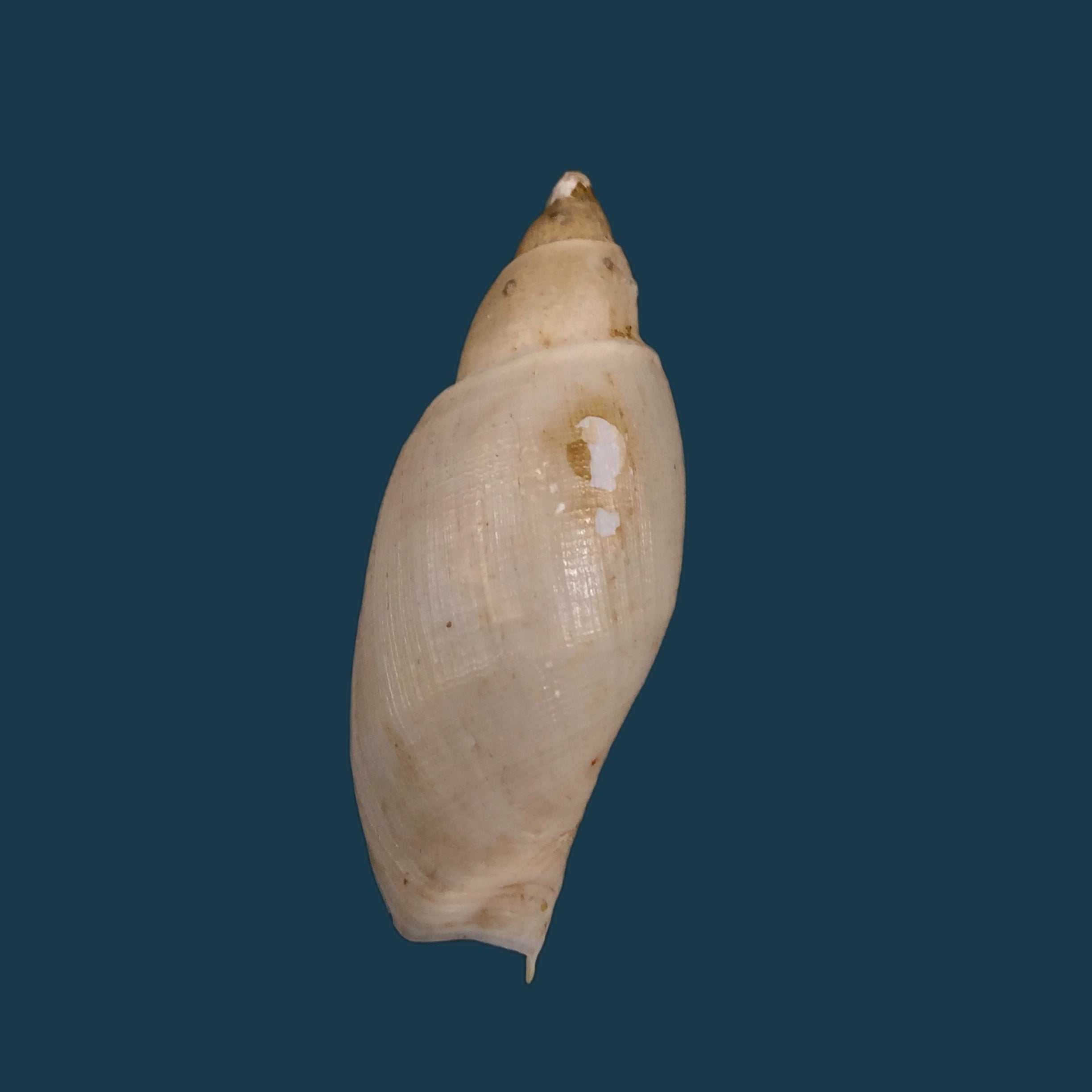 Guivillea corderoi (Carcelles, 1947) - 45,7mm