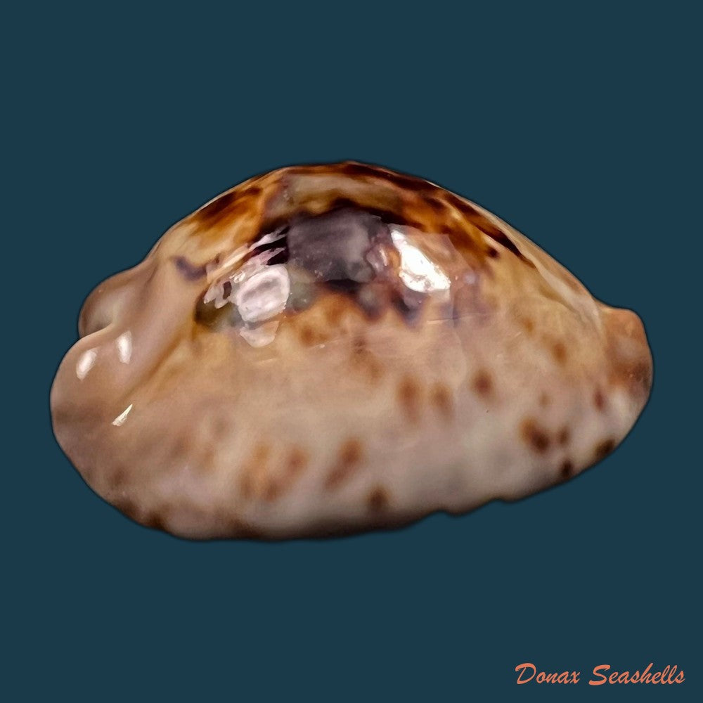 copia-de-cypraea-bistrinotata-samarensis-lorenz-2014-18-7mm
