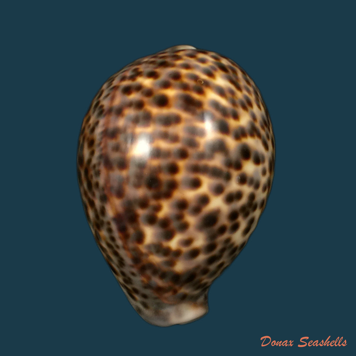 copia-de-cypraea-tigris-linnaeus-1758-95-5mm