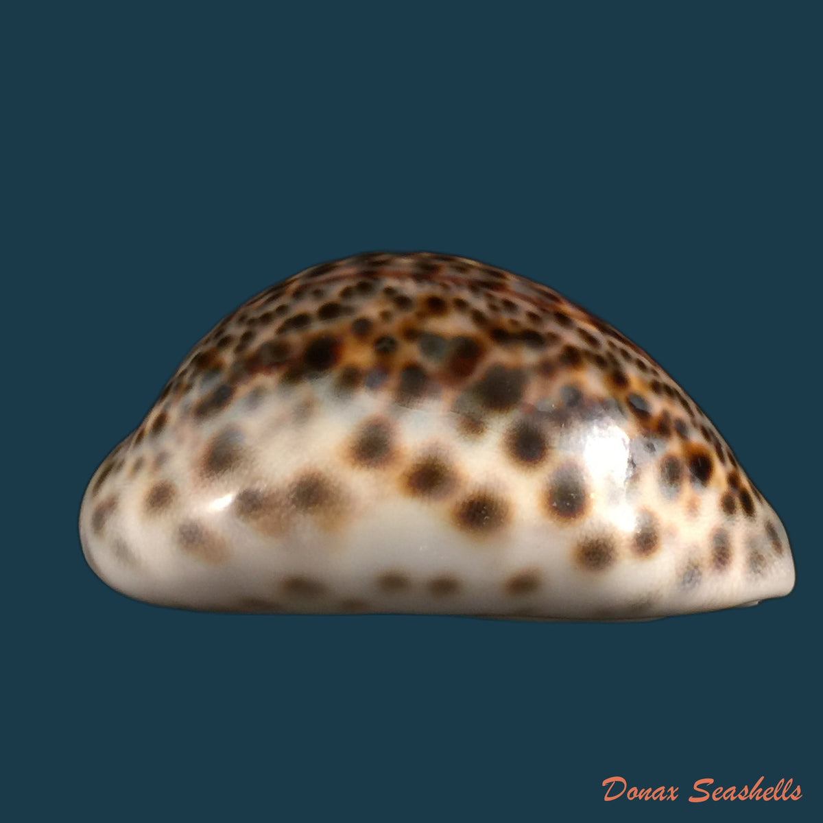 copia-de-cypraea-tigris-linnaeus-1758-95-5mm