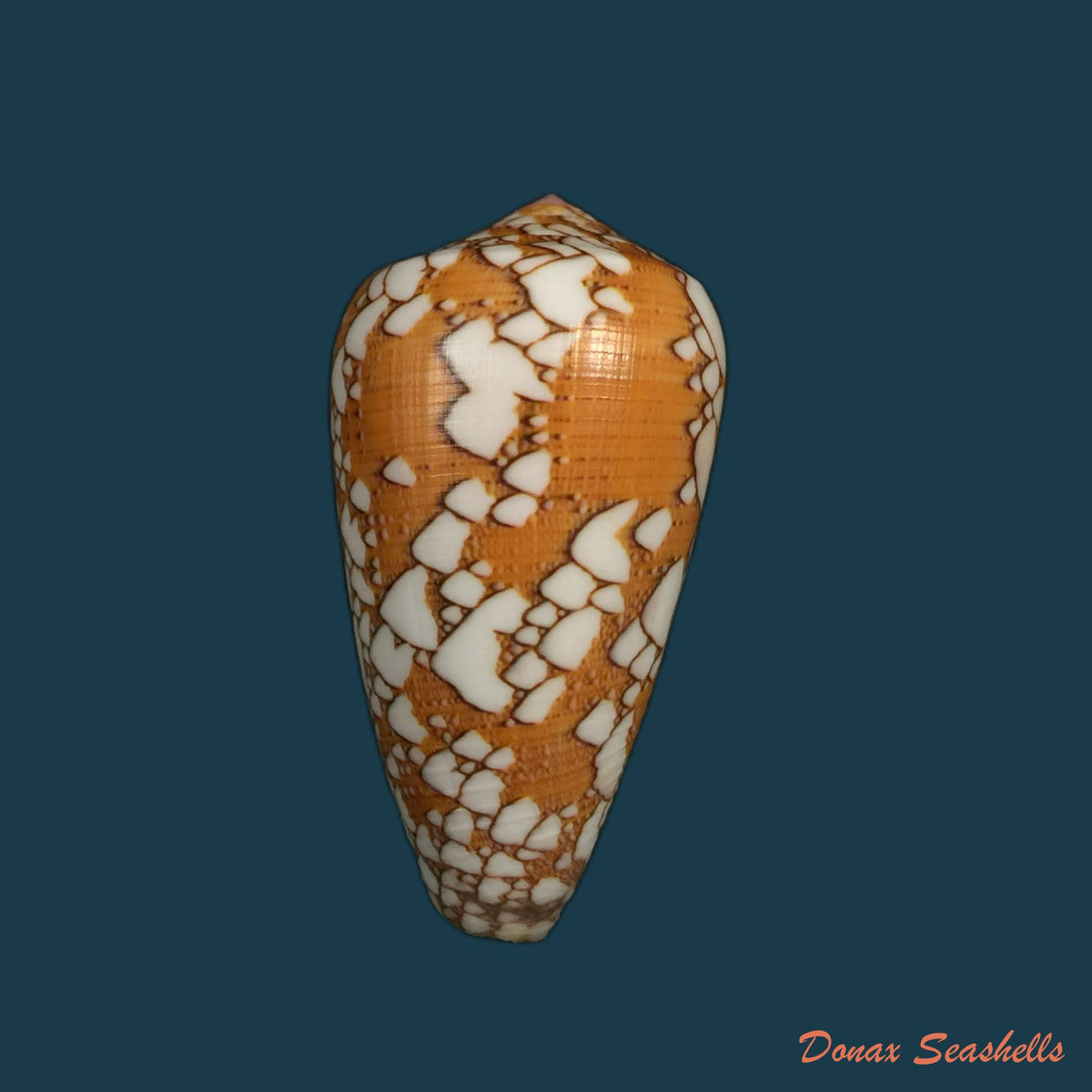 copia-de-darioconus-behelokensis-lauer-1989-51-9mm