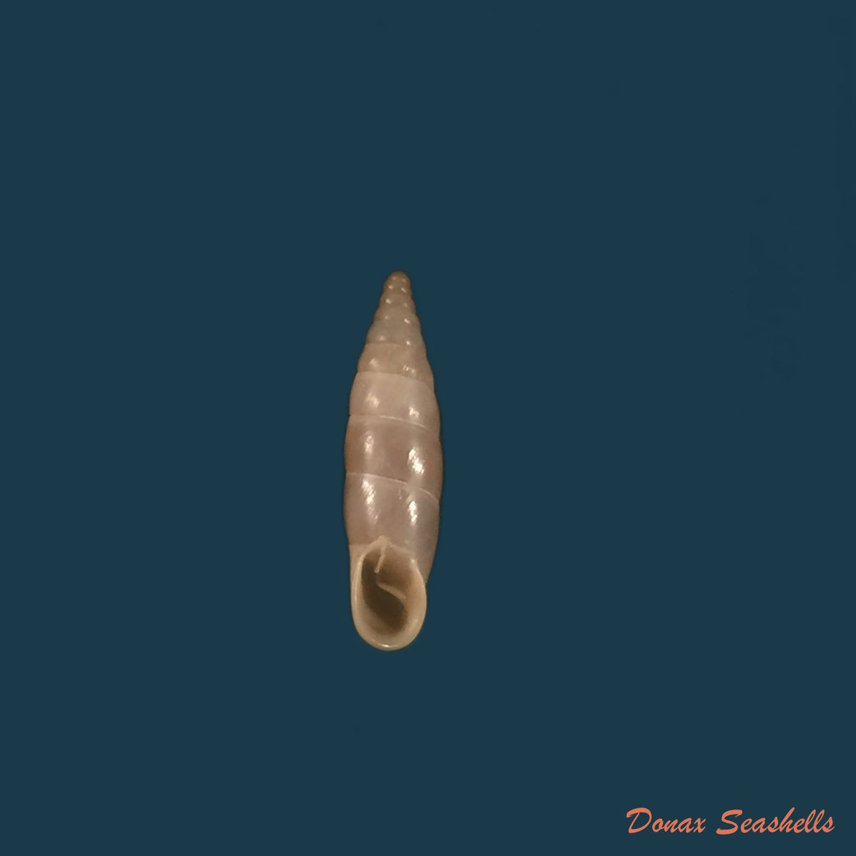 copia-de-delima-bilabiata-biasolettiana-chapentier-1852-11-9mm