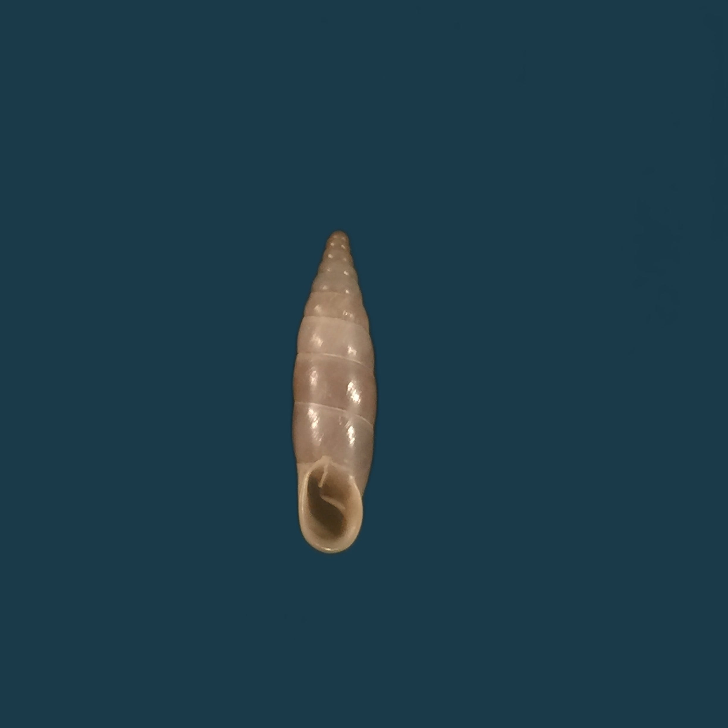 Medora agnata agnata (L. Pfeiffer, 1842) - 18,2mm