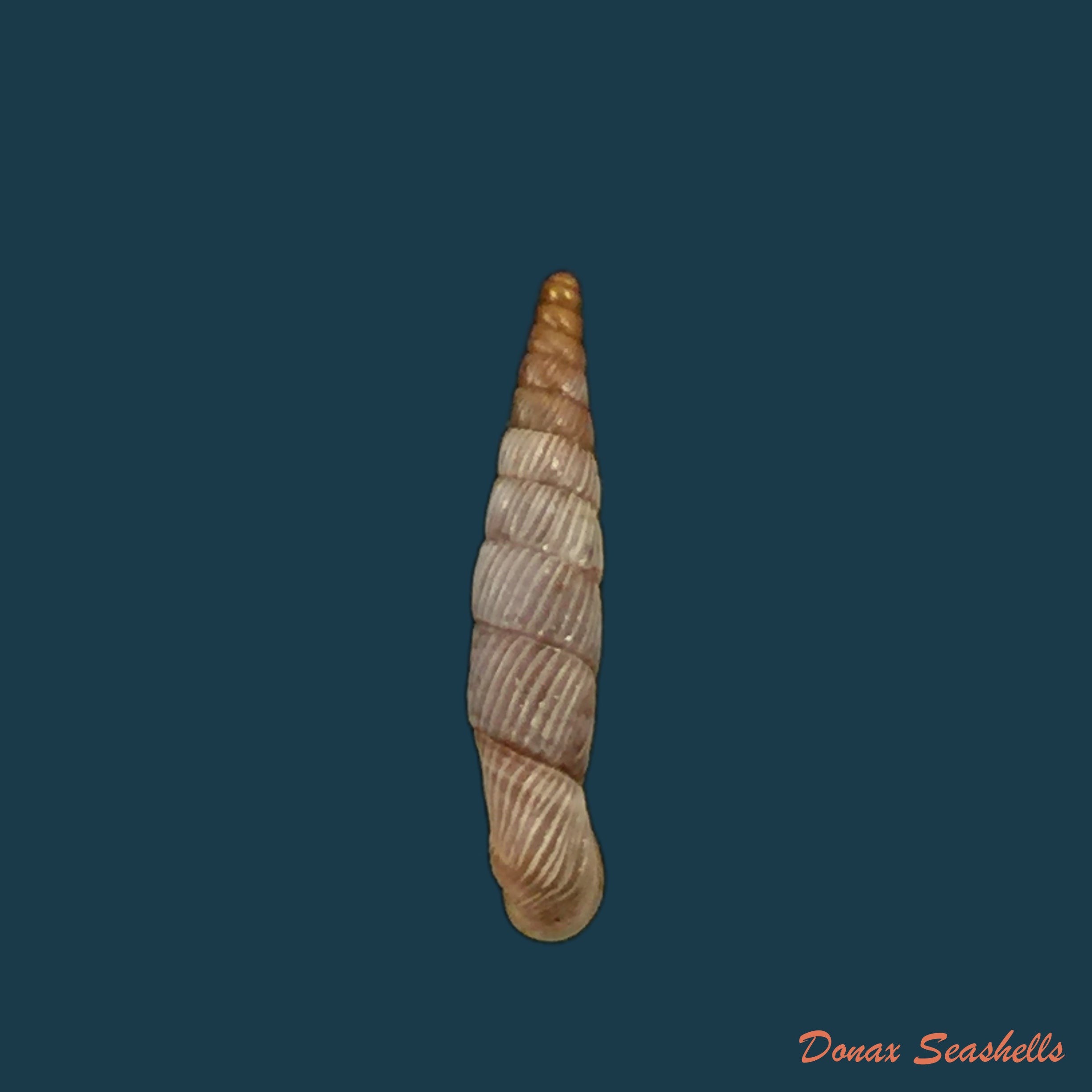 copia-de-delima-conspurcata-rossmassler-1836-11-7mm