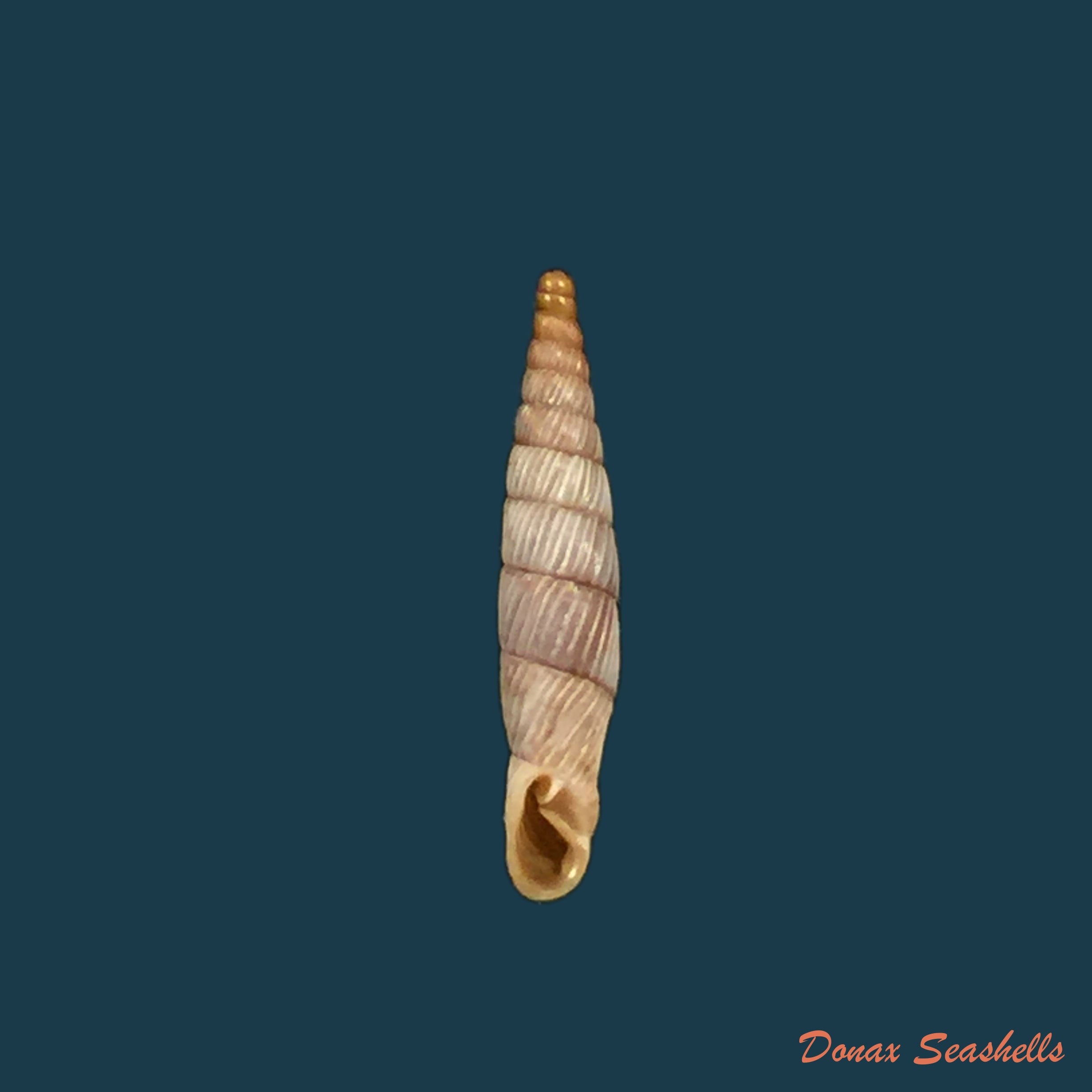 copia-de-delima-conspurcata-rossmassler-1836-11-7mm