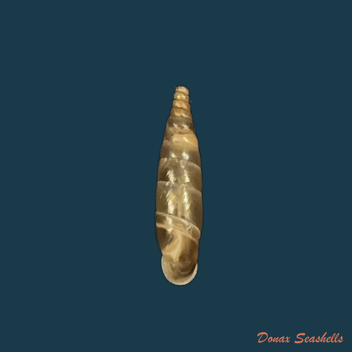 copia-de-delima-semirugata-semirugata-rossmassler-1836-14mm