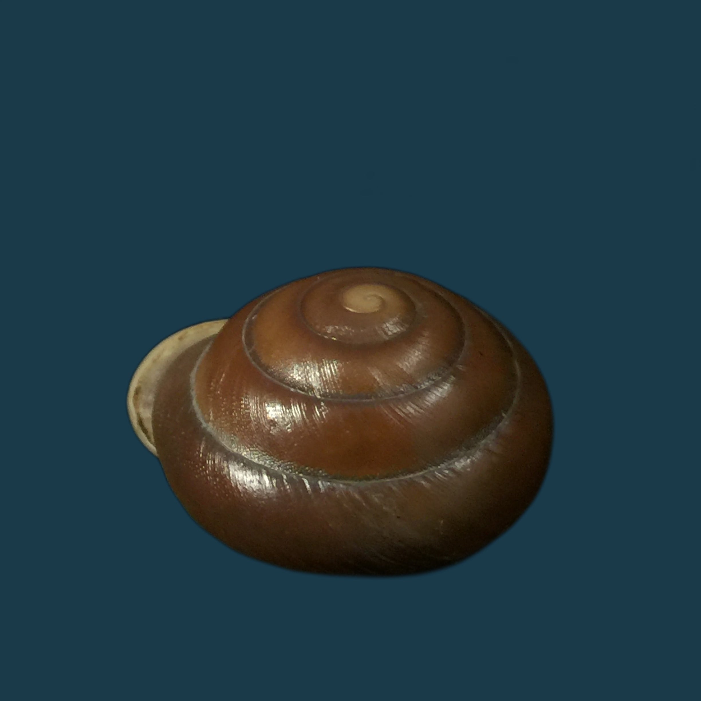 Dentellaria sloaneana (L. Pfeiffer, 1868) - 26,8mm