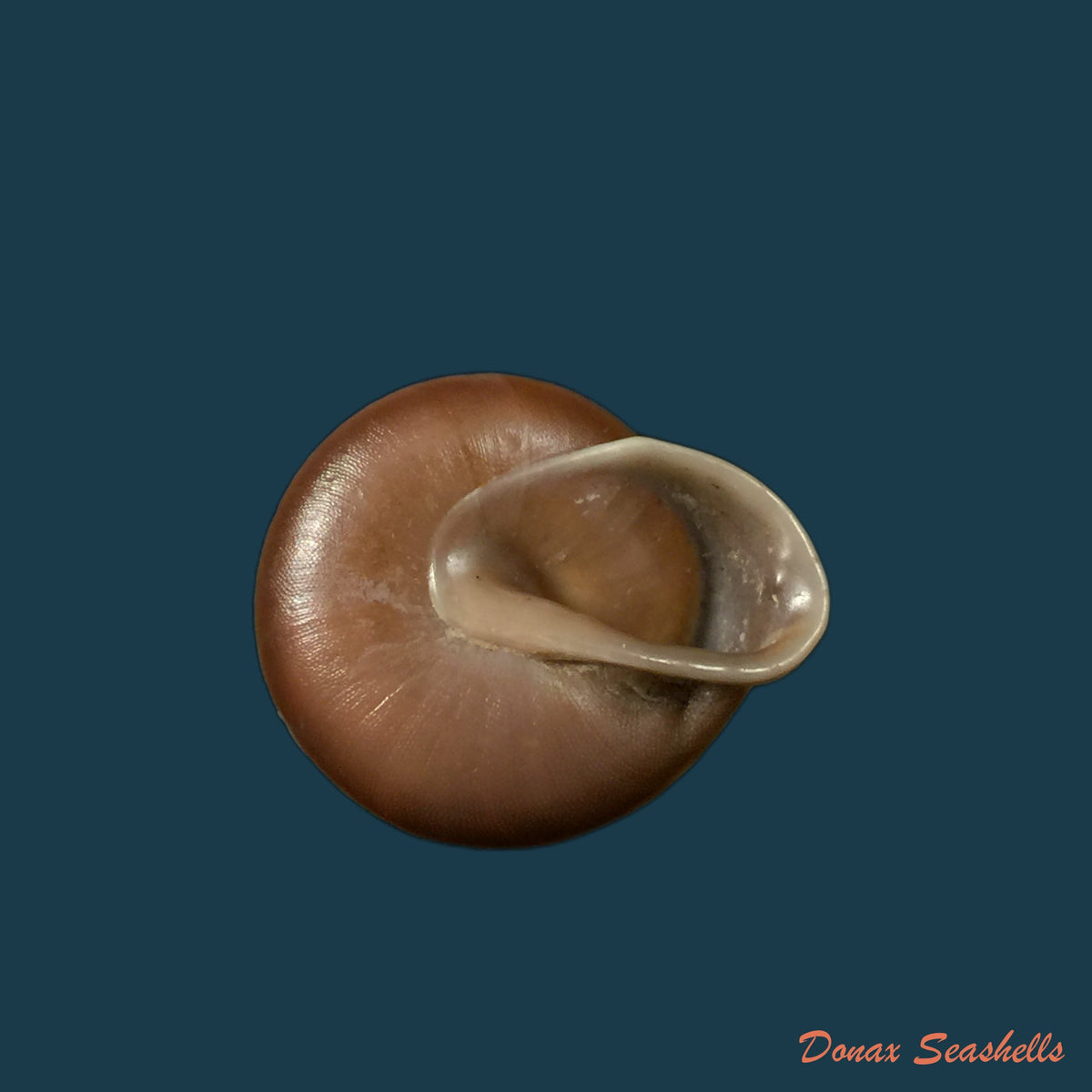 copia-de-dentellaria-sloaneana-l-pfeiffer-1868-26-8mm