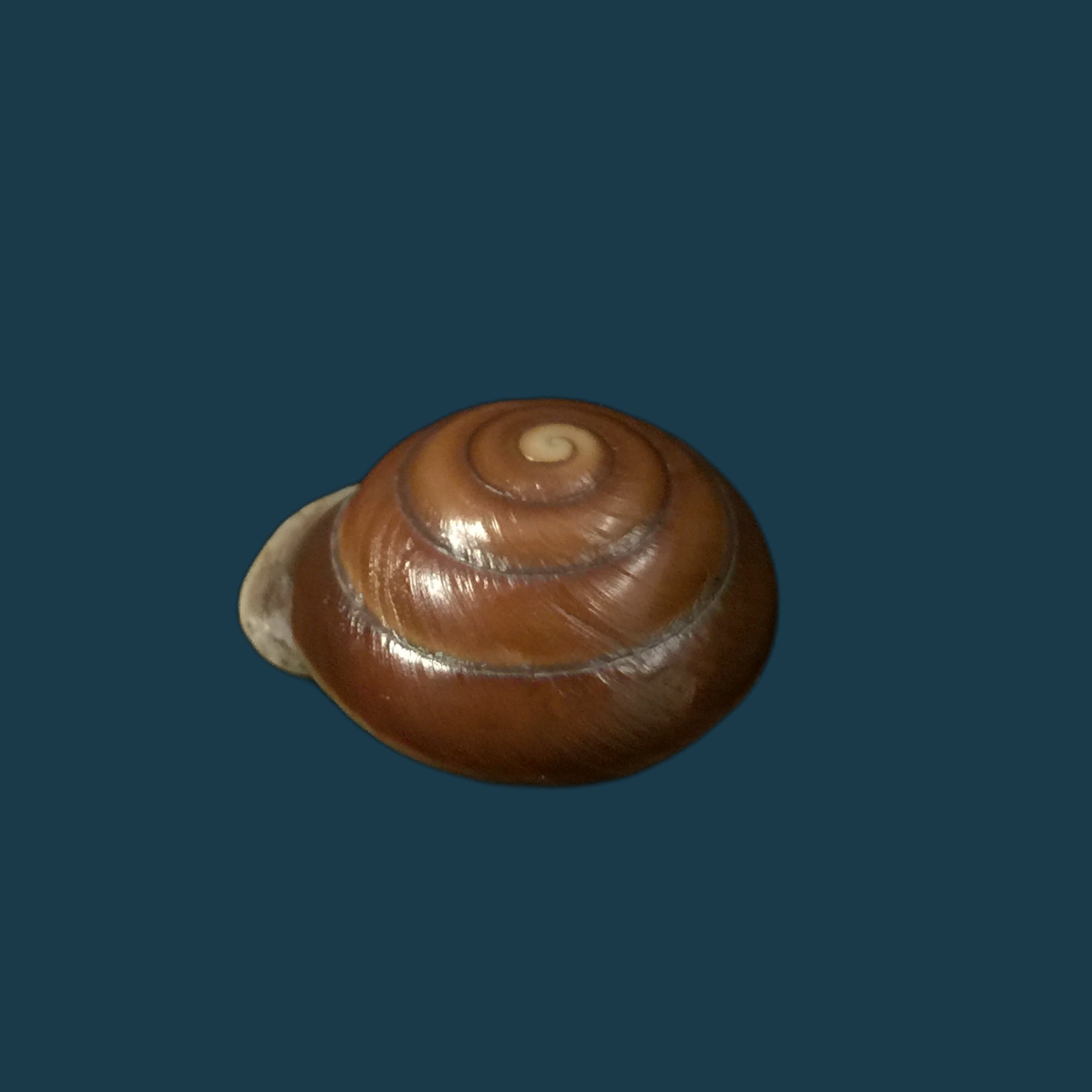 Dentellaria sloaneana (L. Pfeiffer, 1868) - 27,3毫米