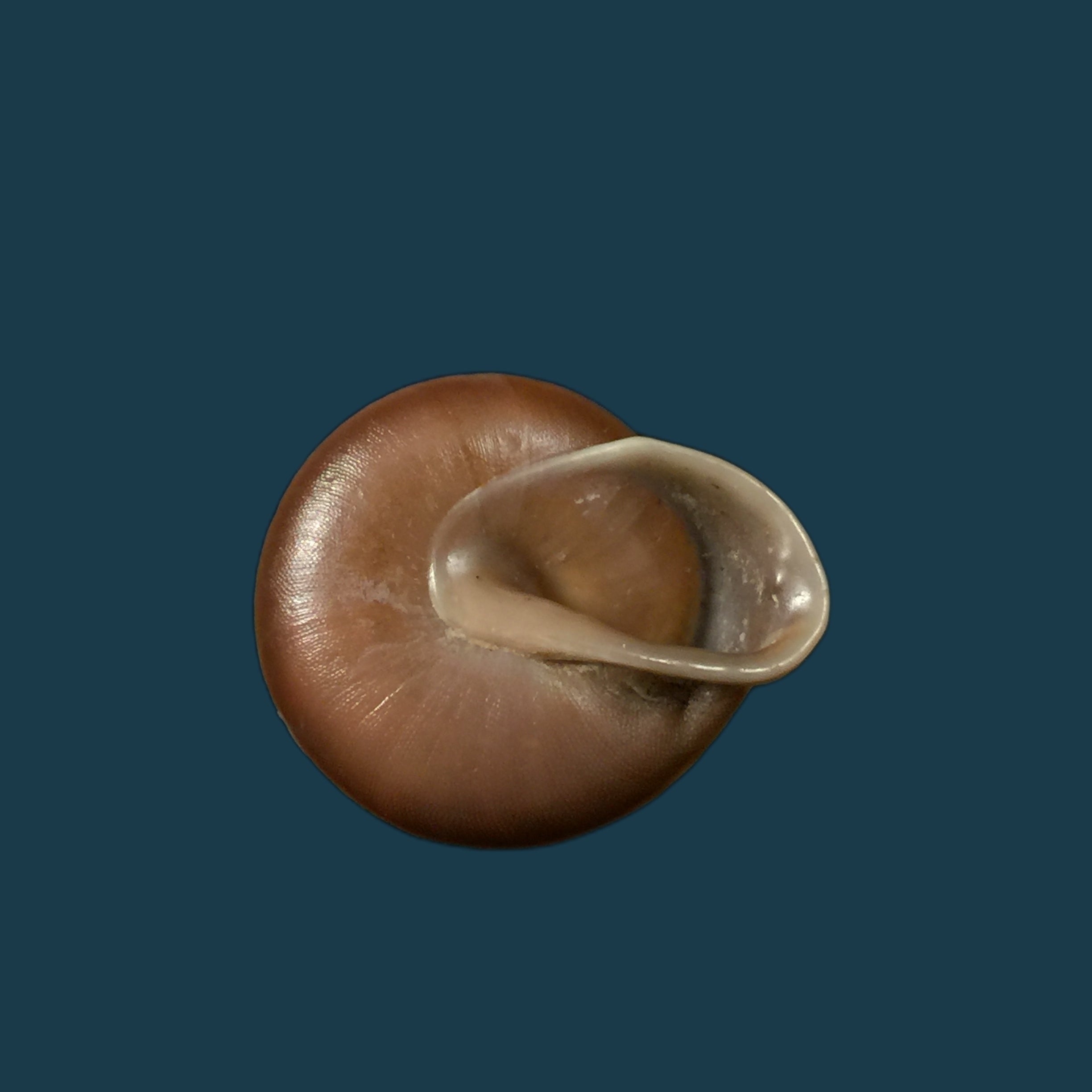 Dentellaria sloaneana (L. Pfeiffer, 1868) - 27,3毫米
