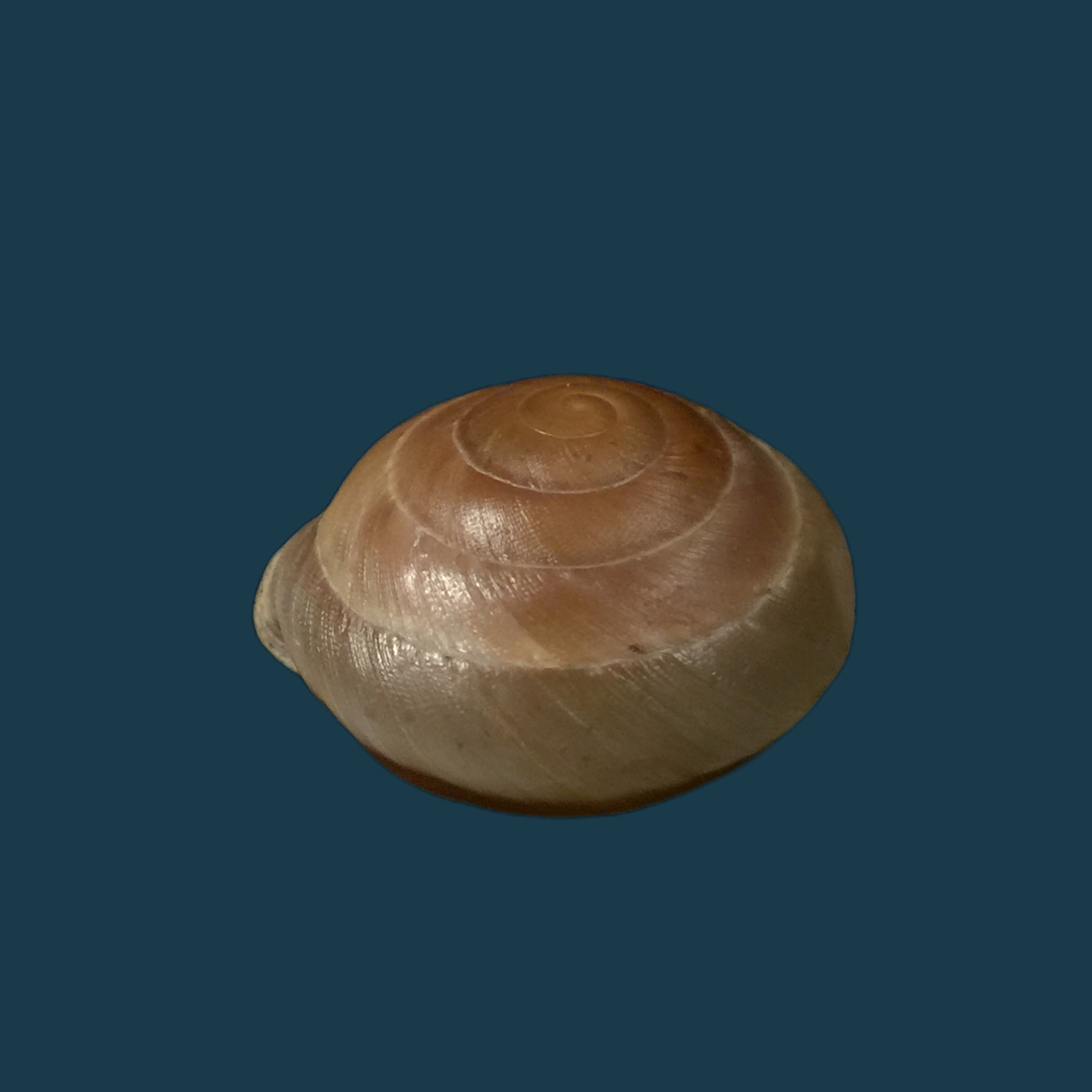 Lucerna lucerna (OF Müller, 1774) - 29,2mm