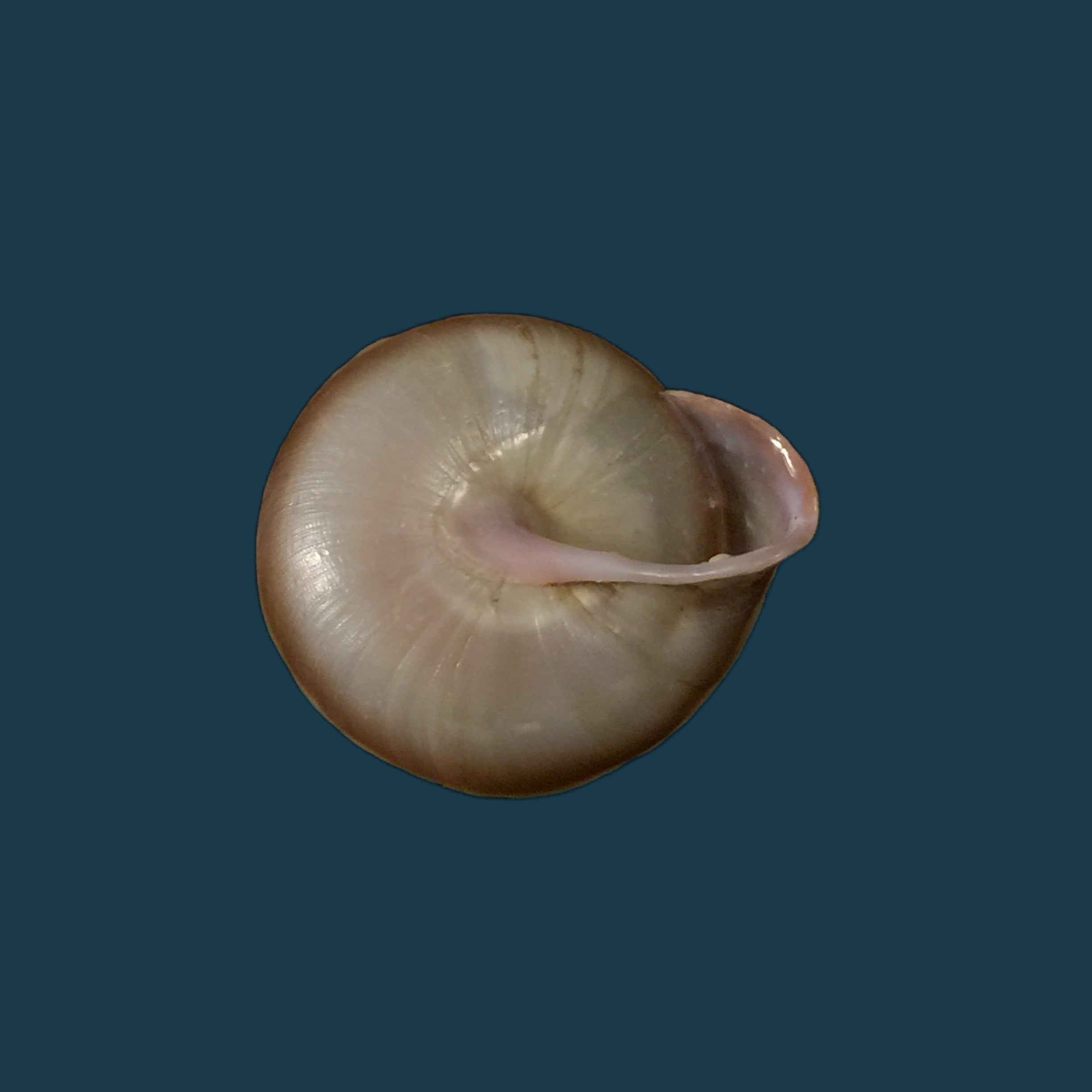 Lucerna lucerna (OF Müller, 1774) - 29,2mm