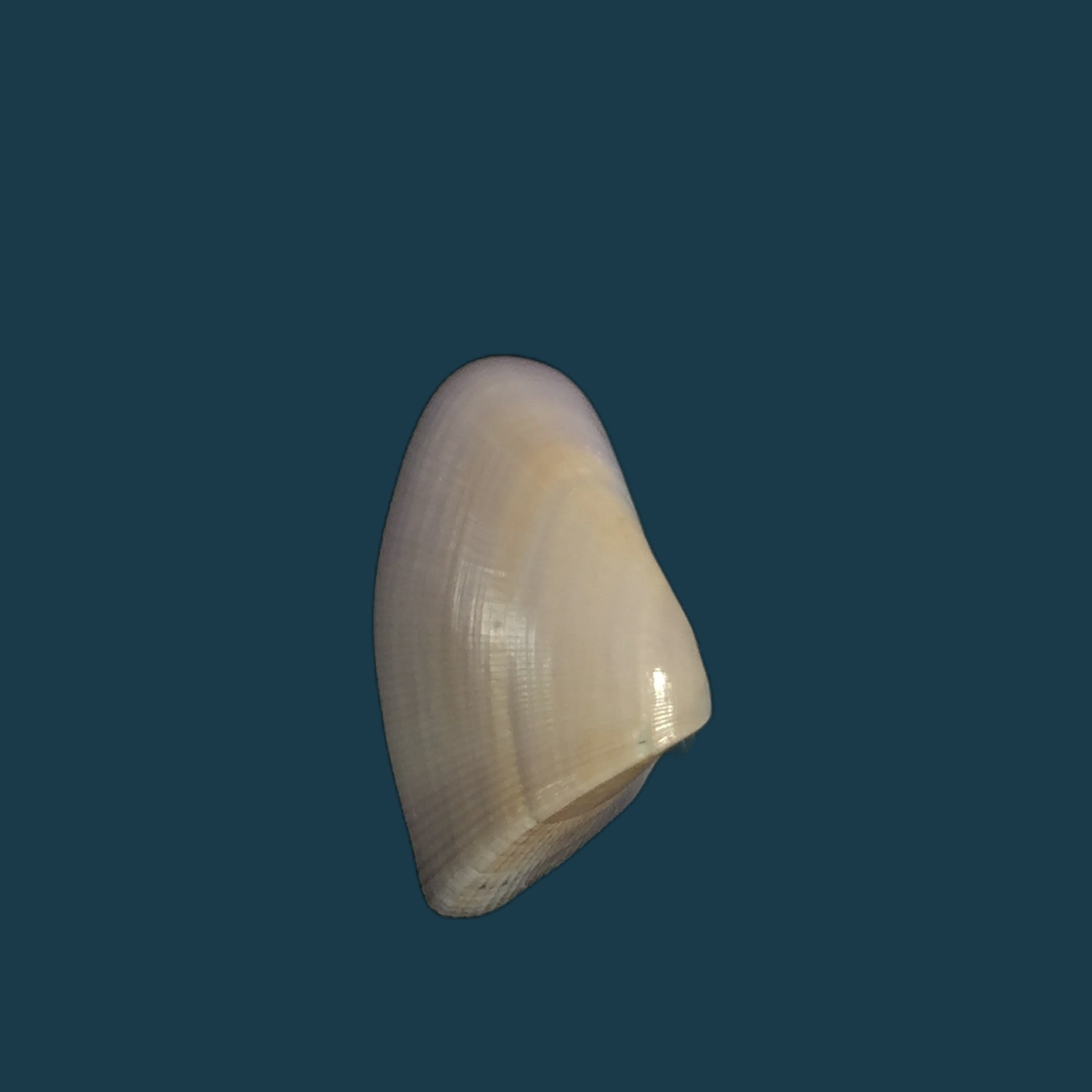 Donax striatus Linnaeus, 1767 - 25,4mm