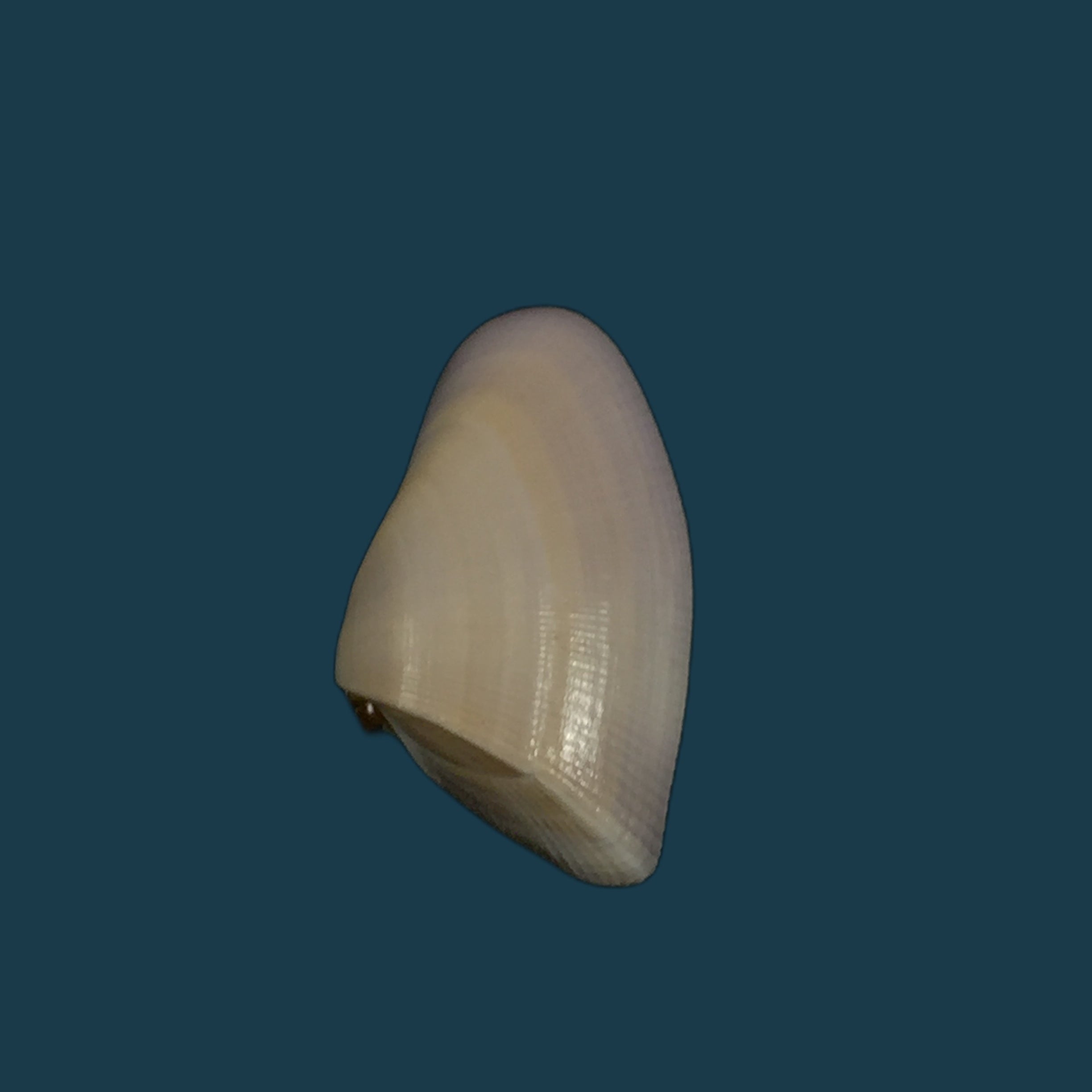 Donax striatus Linnaeus, 1767 - 25,4mm