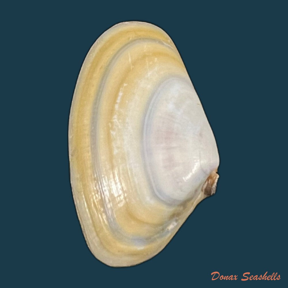 copia-de-donax-rugosus-linnaeus-1758-39-3mm