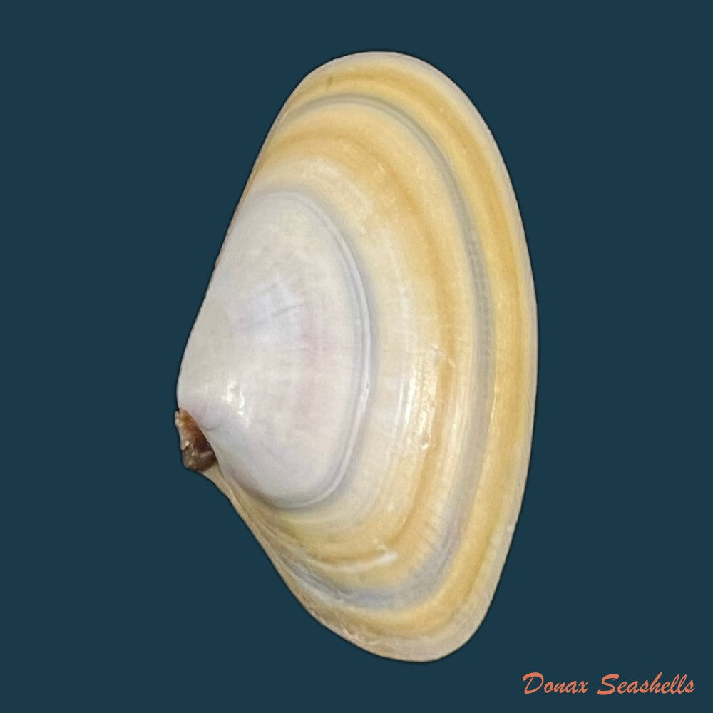 copia-de-donax-rugosus-linnaeus-1758-39-3mm