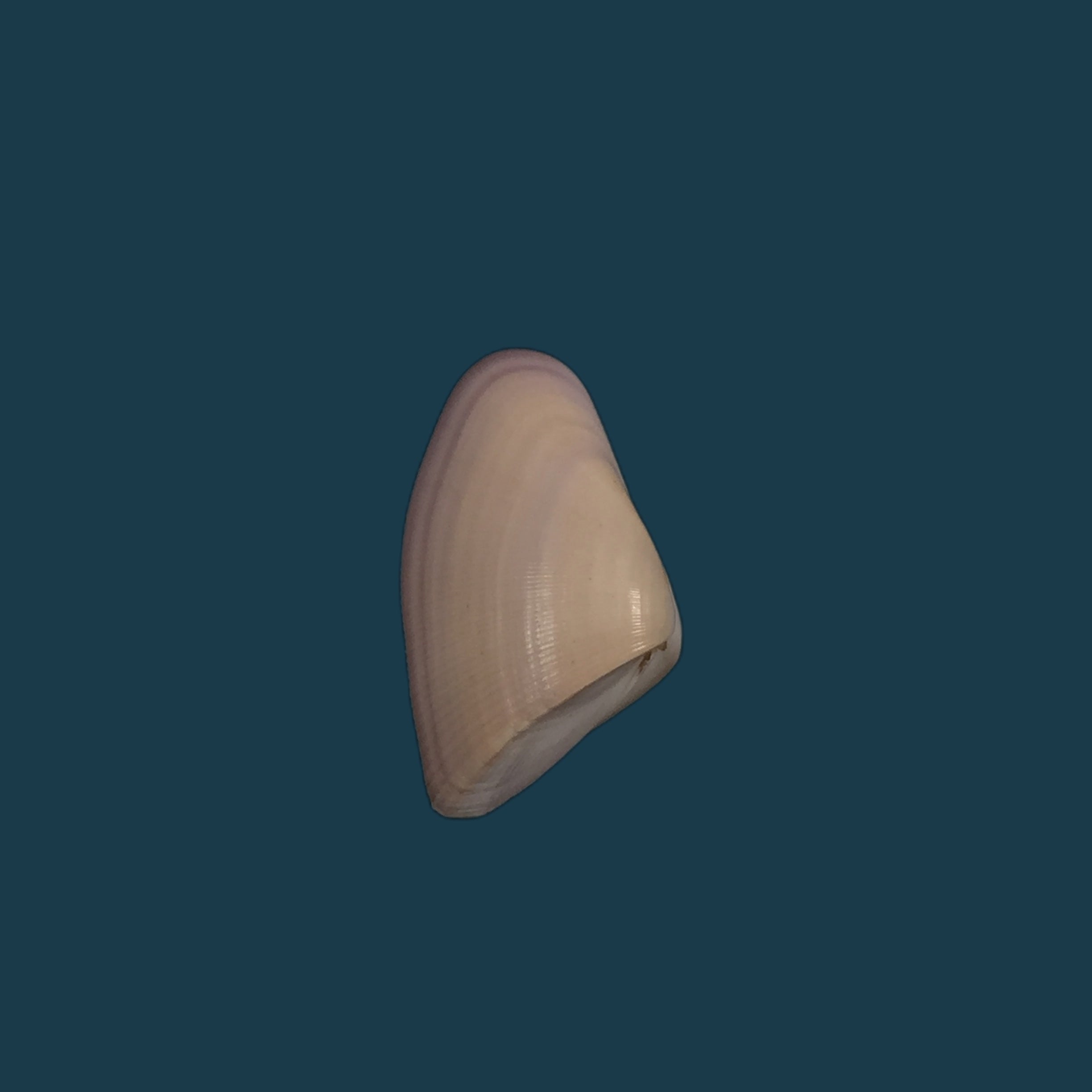 Donax striatus Linnaeus, 1767 - 26,2mm