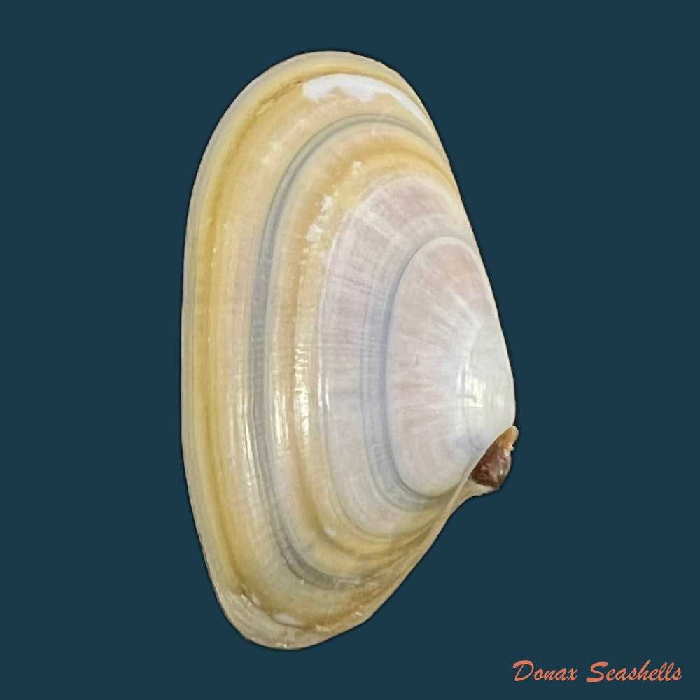 copia-de-donax-trunculus-linnaeus-1758-31-1mm